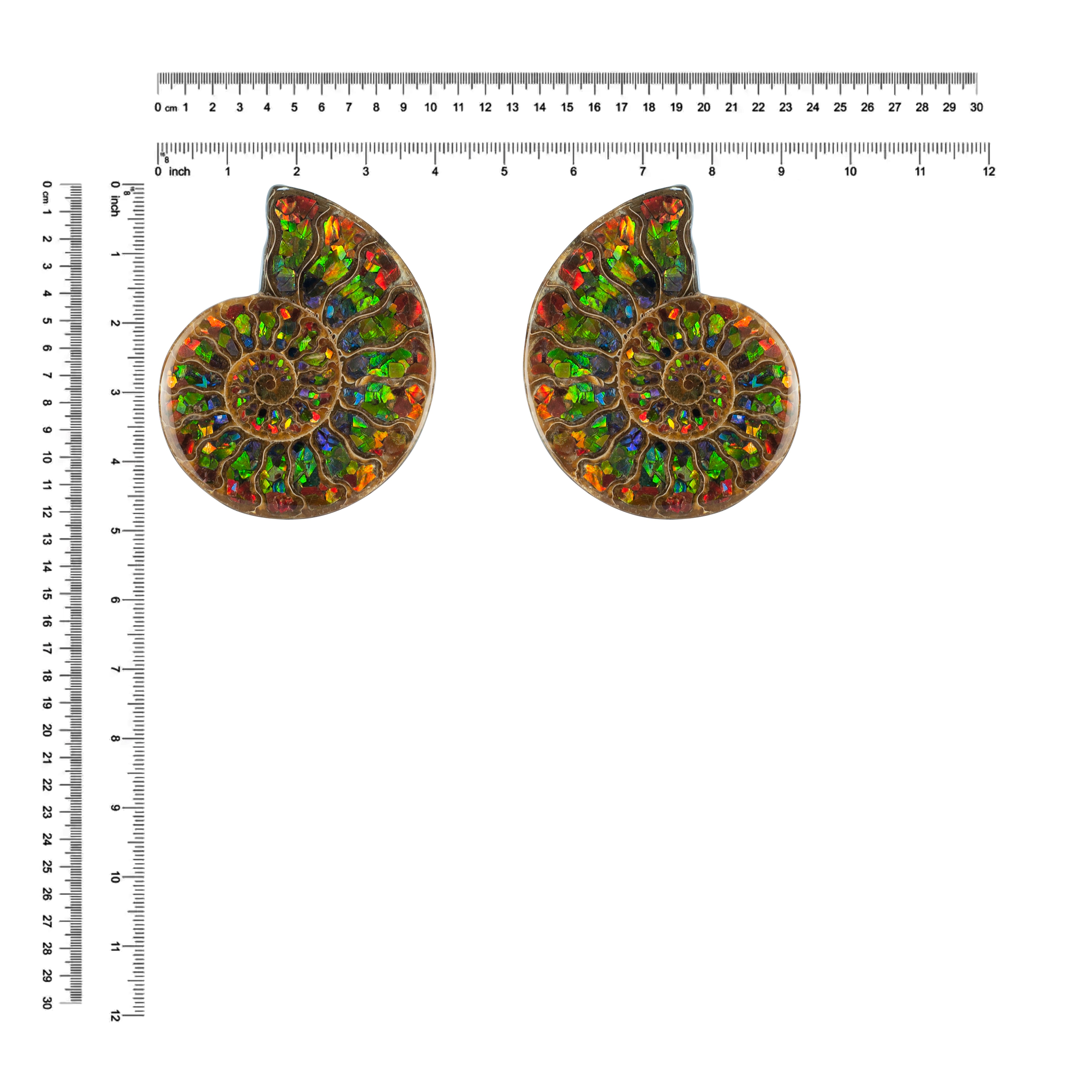 Starborn Half Ammonite with Ammolite Inlay Display Stone (Red, Green, Blue) - 1 Piece