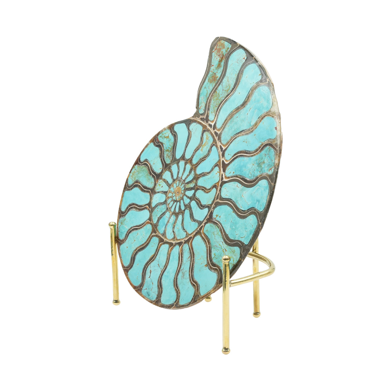 Ammonite Starborn con incrustación de cianita, piedra de exposición de 7 cm, 1 pieza