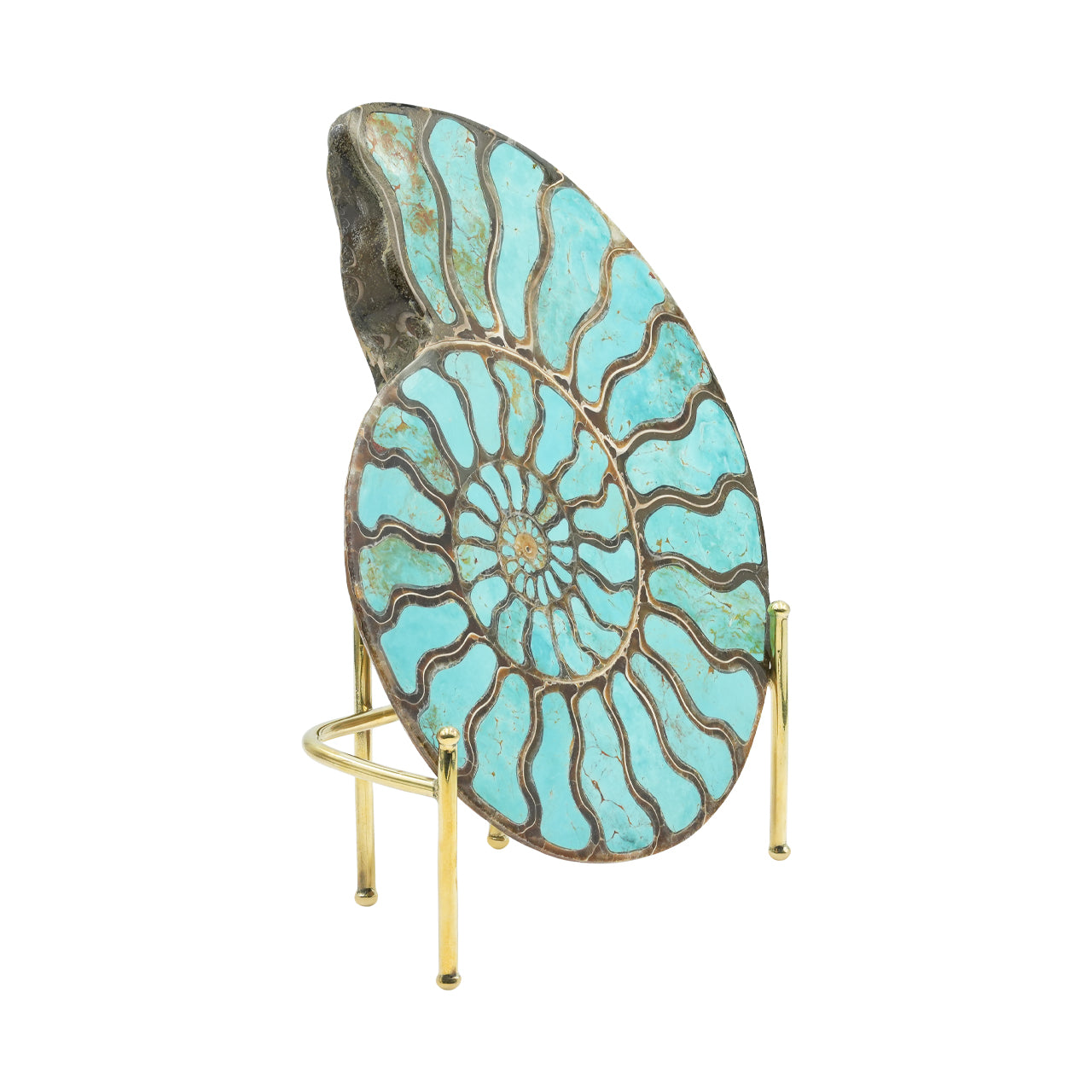 Ammonite Starborn con incrustación de cianita, piedra de exposición de 7 cm, 1 pieza