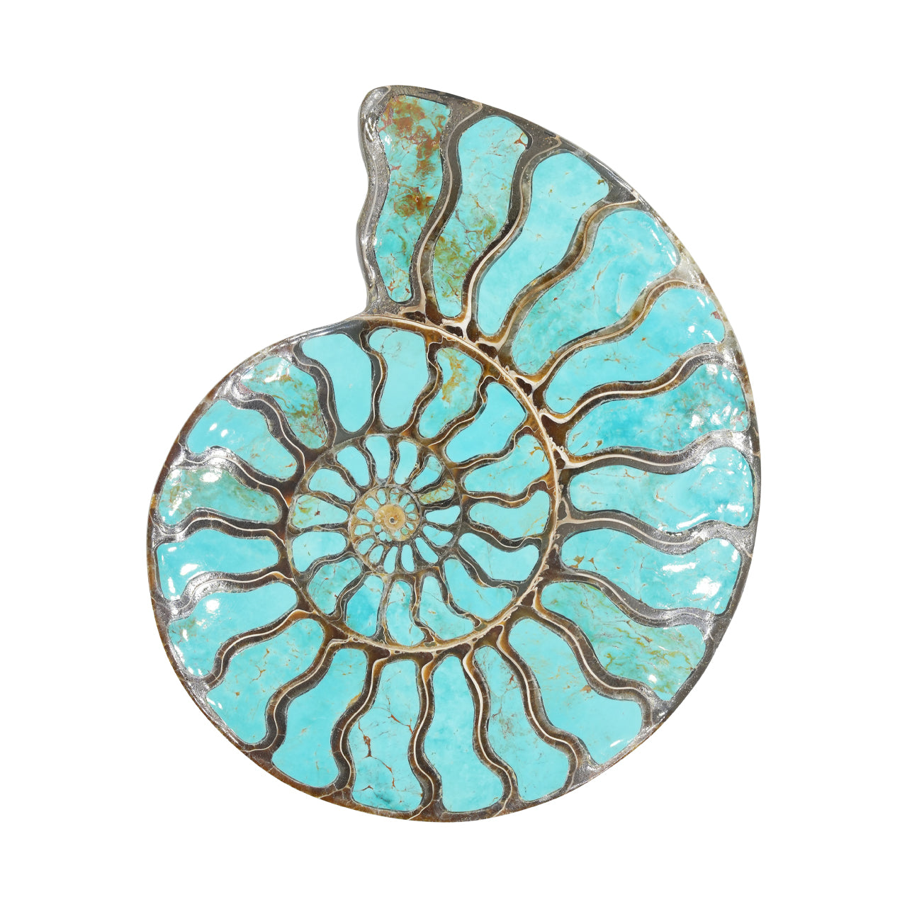Ammonite Starborn con incrustación de cianita, piedra de exposición de 7 cm, 1 pieza