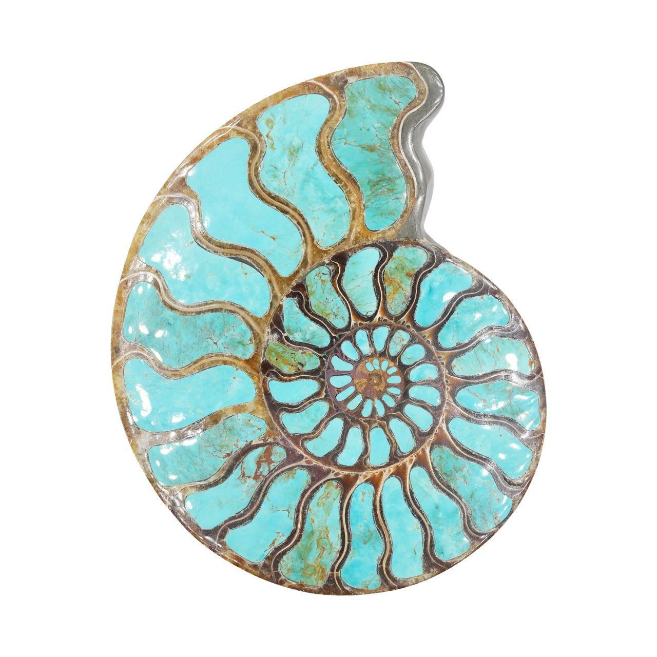 Ammonite Starborn con incrustación de cianita, piedra de exposición de 7 cm, 1 pieza