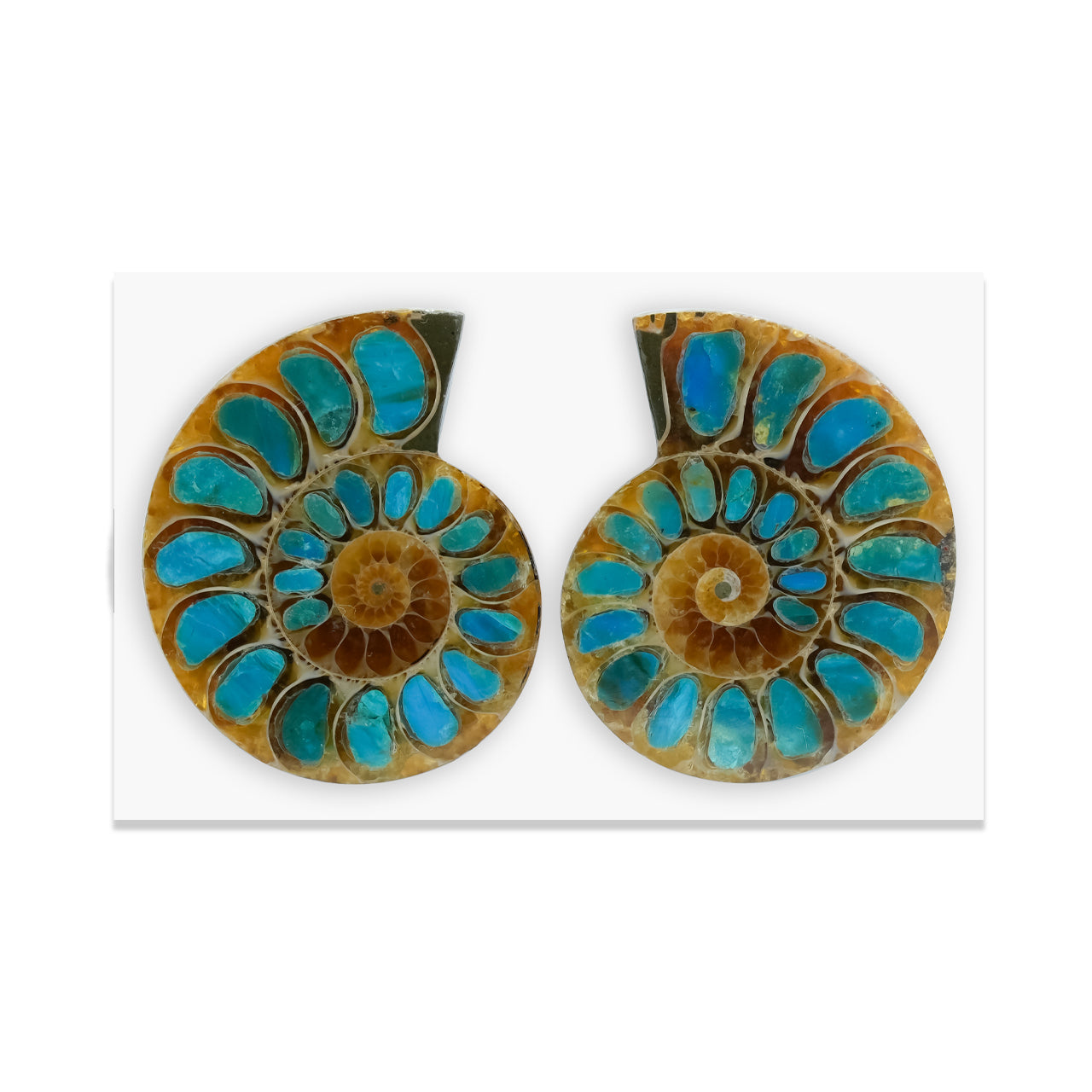 Starborn Ammonite Half with Peruvian Blue Opal Inlay Cabochon (33-35mm) - 1 Pair