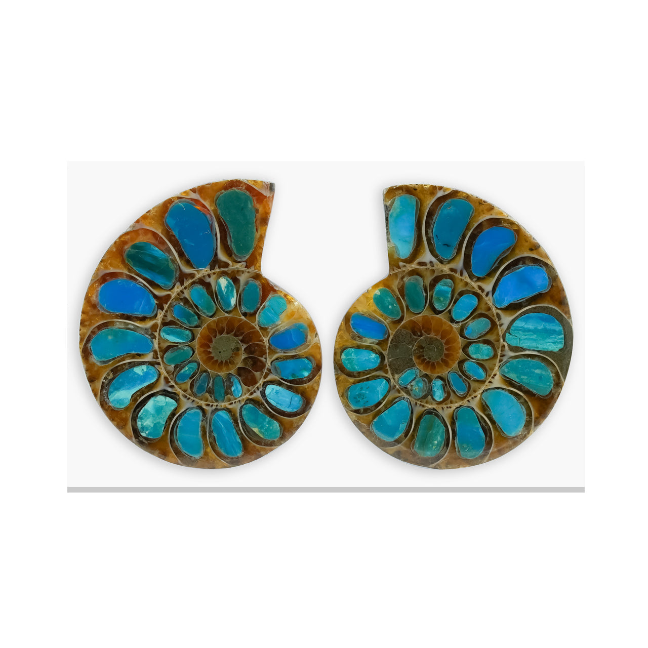 Starborn Ammoniten-Hälfte mit peruanischem Blau-Opal-Inlay-Cabochon (33-35mm) - 1 Paar
