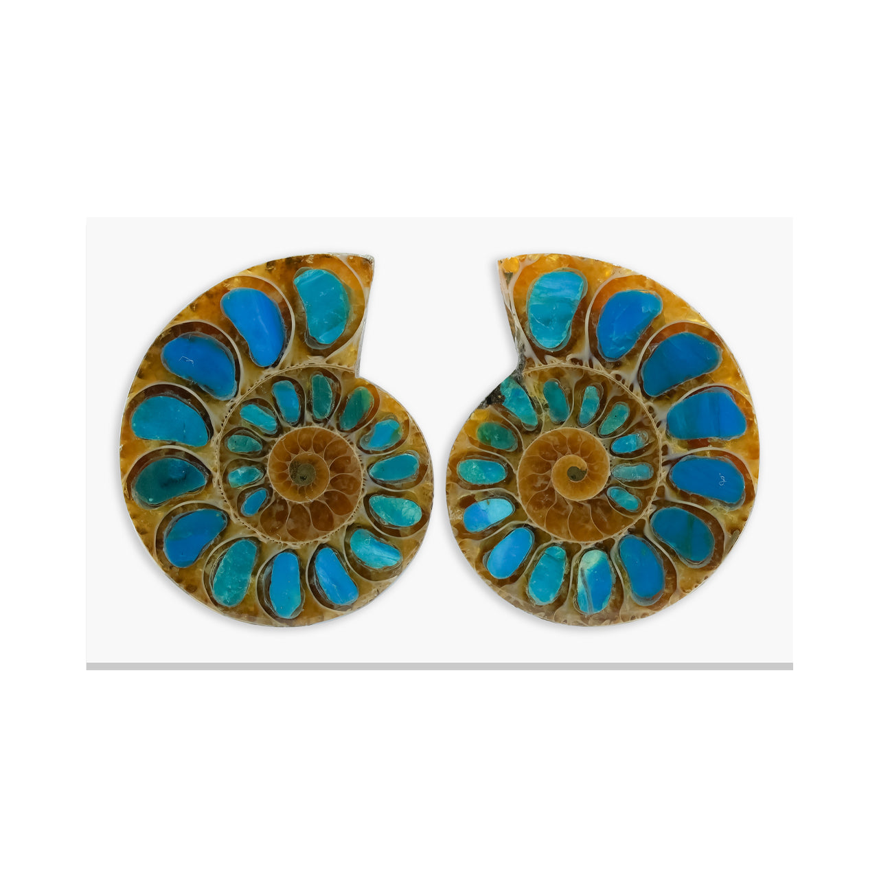 Starborn Ammoniten-Hälfte mit peruanischem Blau-Opal-Inlay-Cabochon (33-35mm) - 1 Paar