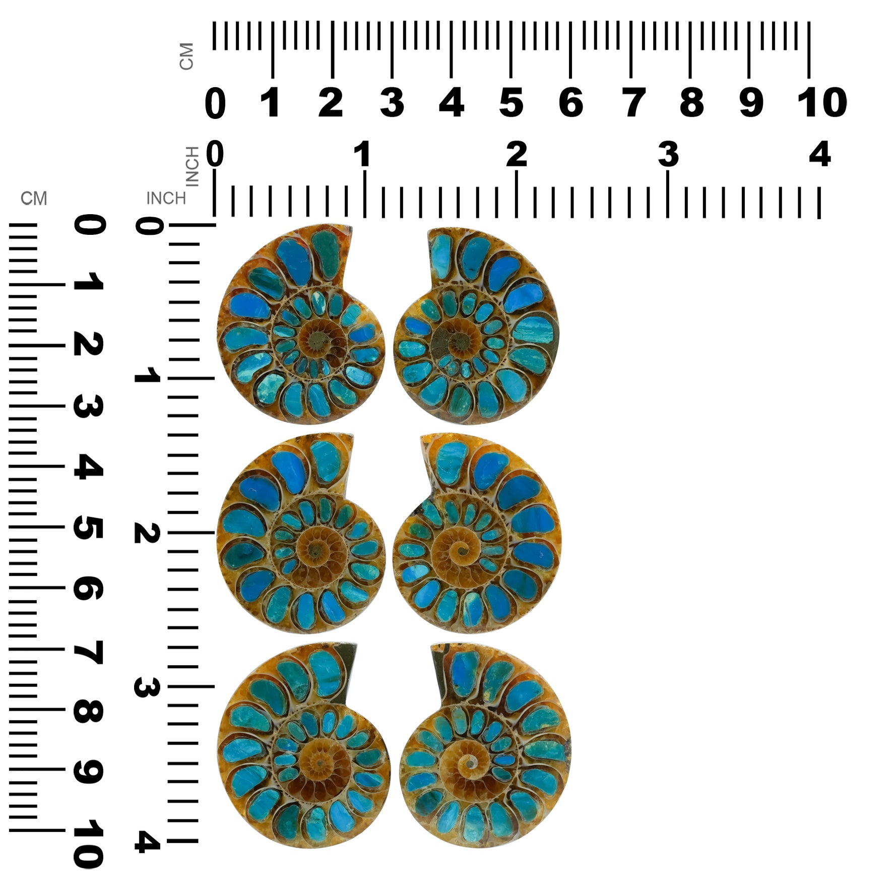 Starborn Ammonite Half with Peruvian Blue Opal Inlay Cabochon (33-35mm) - 1 Pair