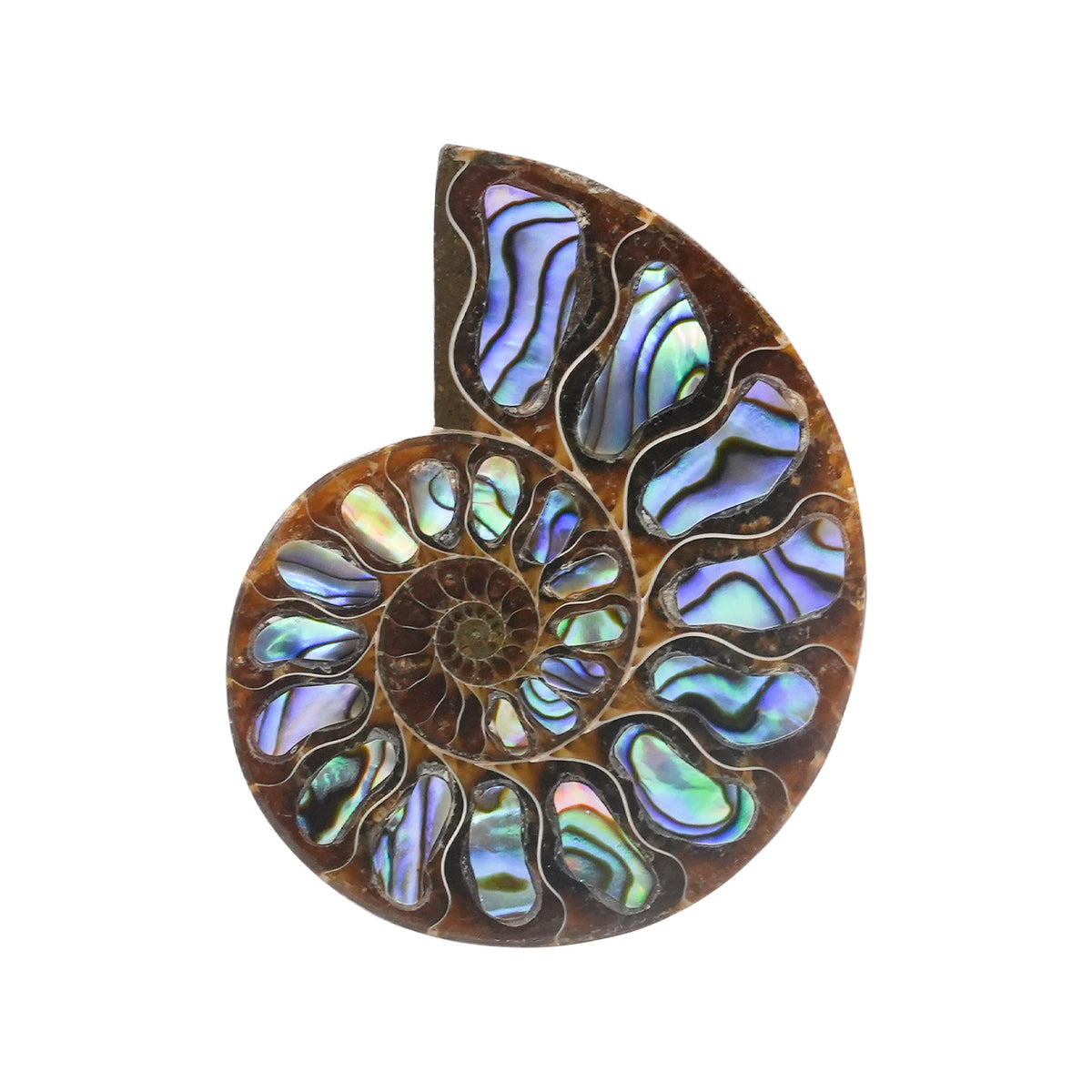 Starborn Ammonit Hälfte mit Abalone Inlay Cabochon 45-48mm - 1 Stück