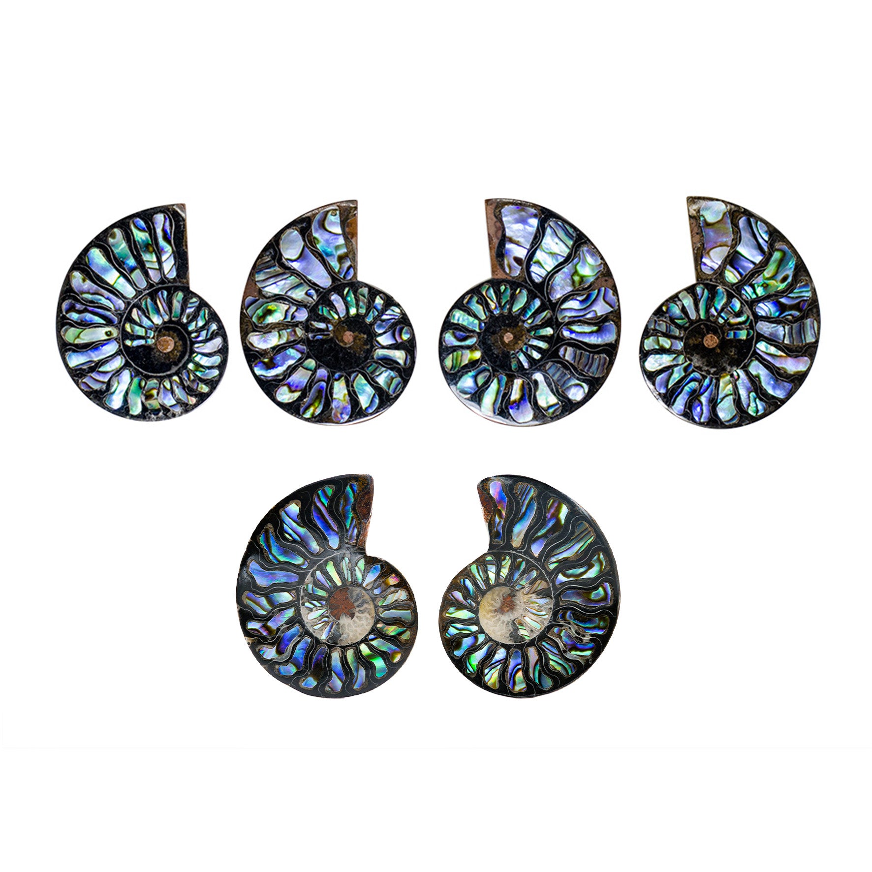 Starborn Ammonit Hälfte mit Abalone Inlay Cabochon 45-48mm - 1 Stück