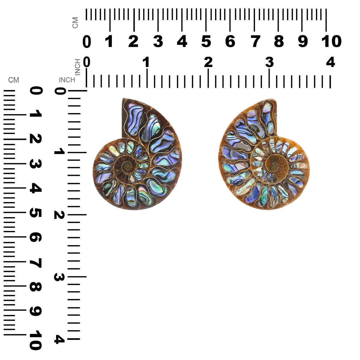 Starborn Ammonit Hälfte mit Abalone Inlay Cabochon 45-48mm - 1 Stück