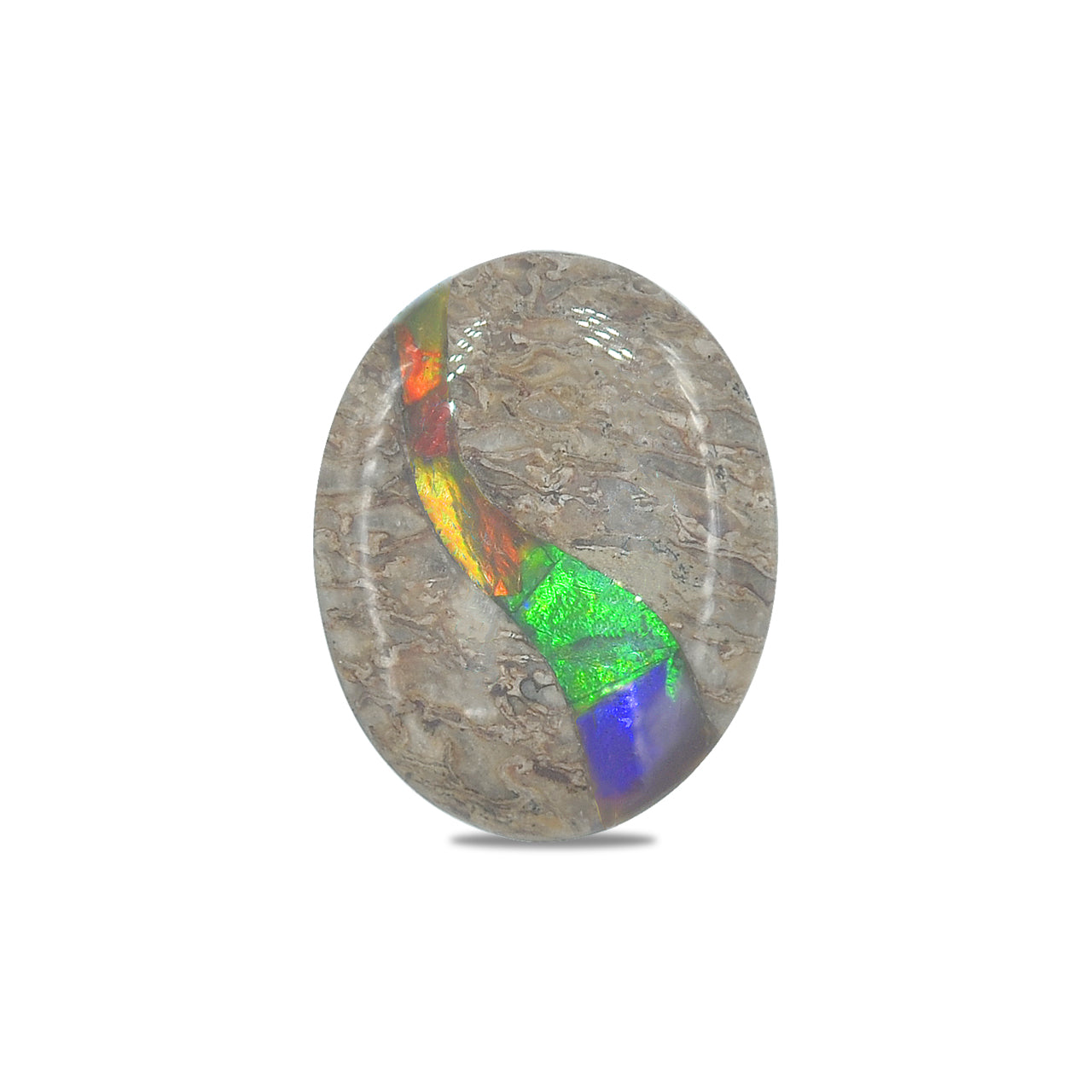 Starborn Fossil Dinosaur Bone with Ammolite Inlay Oval Cabochon - 1 piece