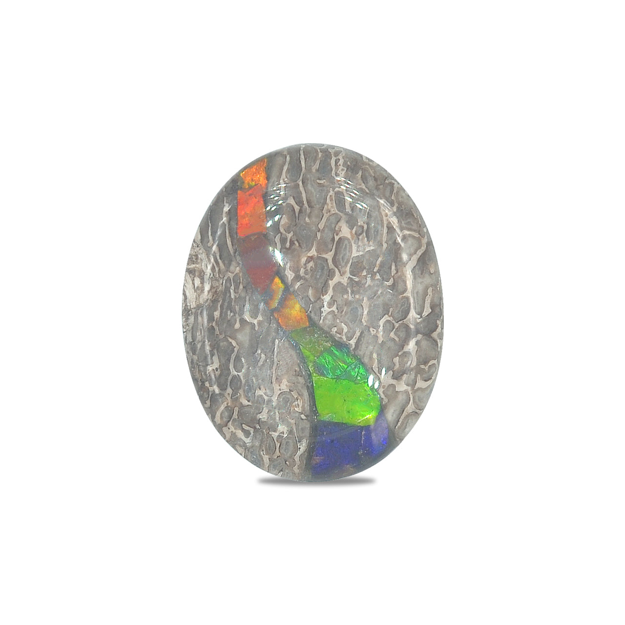 Starborn Fossil Dinosaur Bone with Ammolite Inlay Oval Cabochon - 1 piece