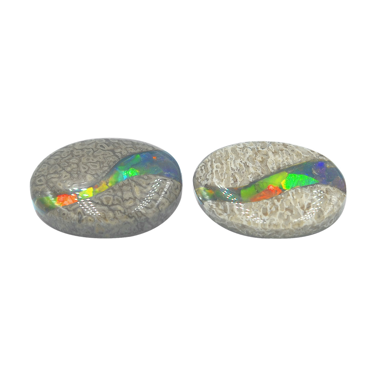 Starborn Fossil Dinosaur Bone with Ammolite Inlay Oval Cabochon - 1 piece