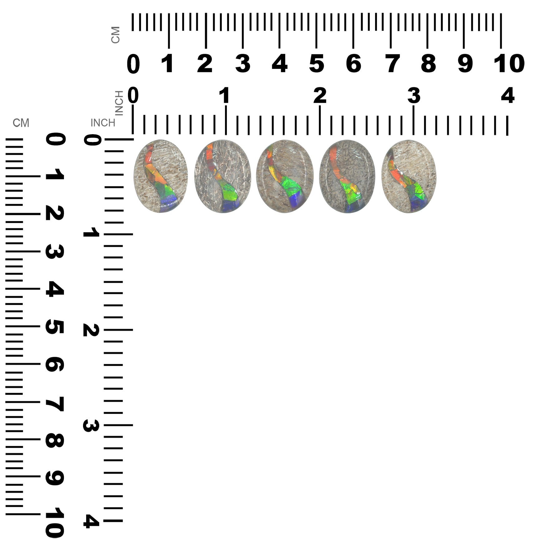 Starborn Fossil Dinosaur Bone with Ammolite Inlay Oval Cabochon - 1 piece
