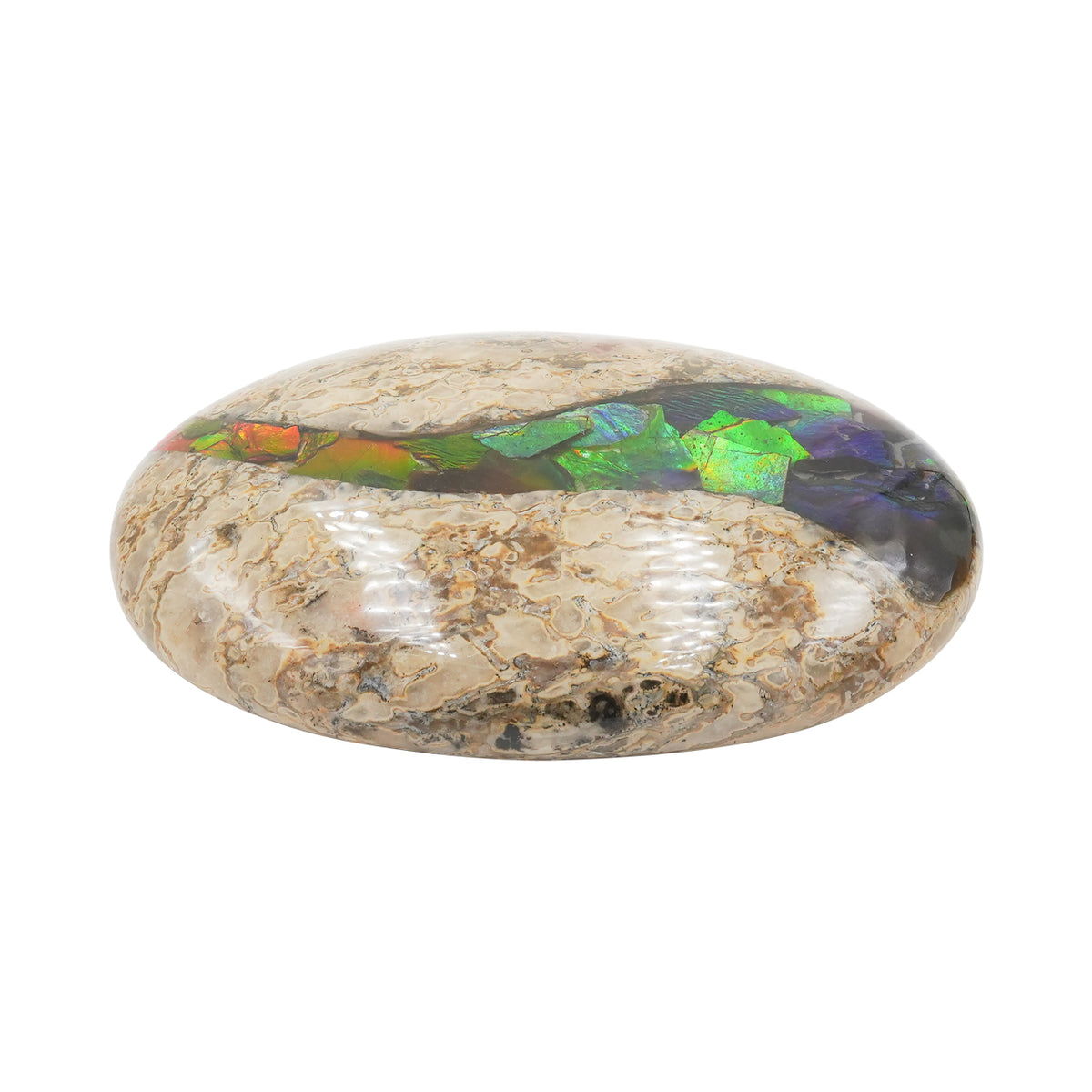 Starborn Fossilien-Dinosaurierknochen mit Ammolit-Einlagen-Handschmeichler – 1 Stück