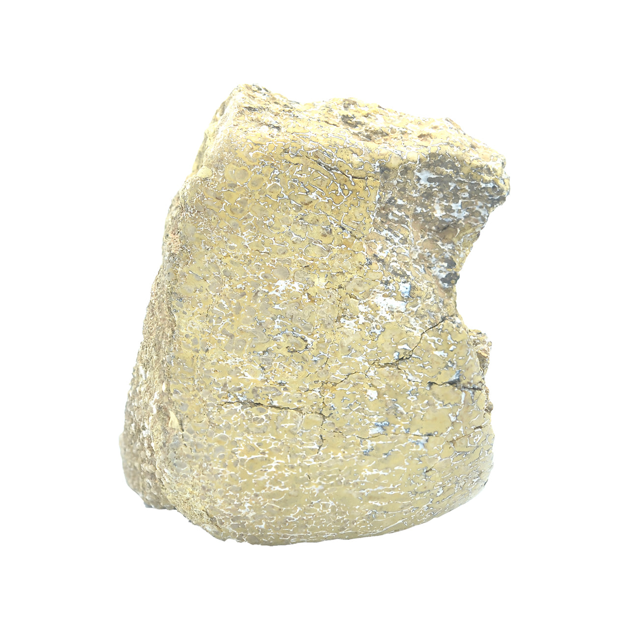 Starborn Fossil Dinosaur Bone Collector's Corner Specimen