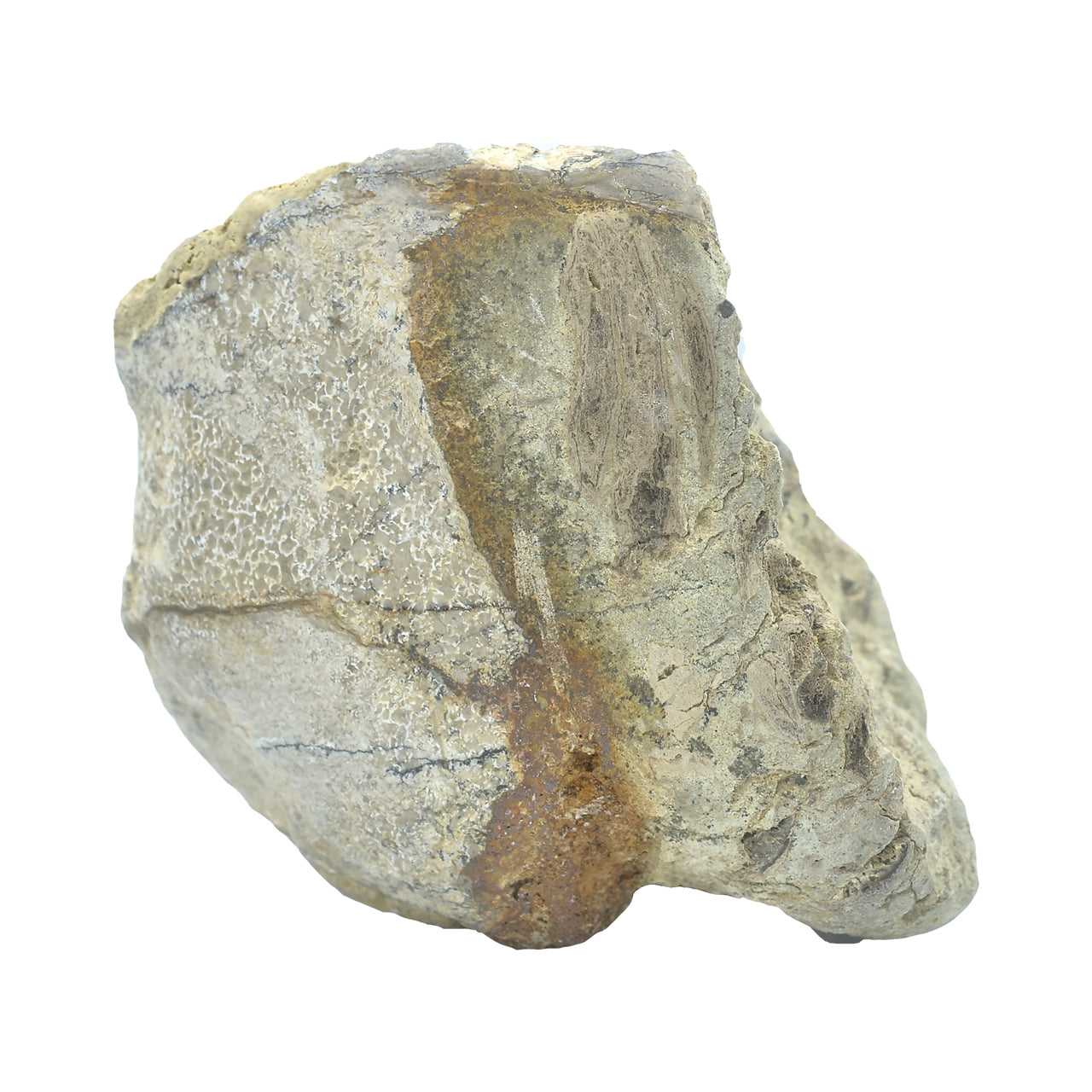 Starborn Fossil Dinosaur Bone Collector's Corner Specimen