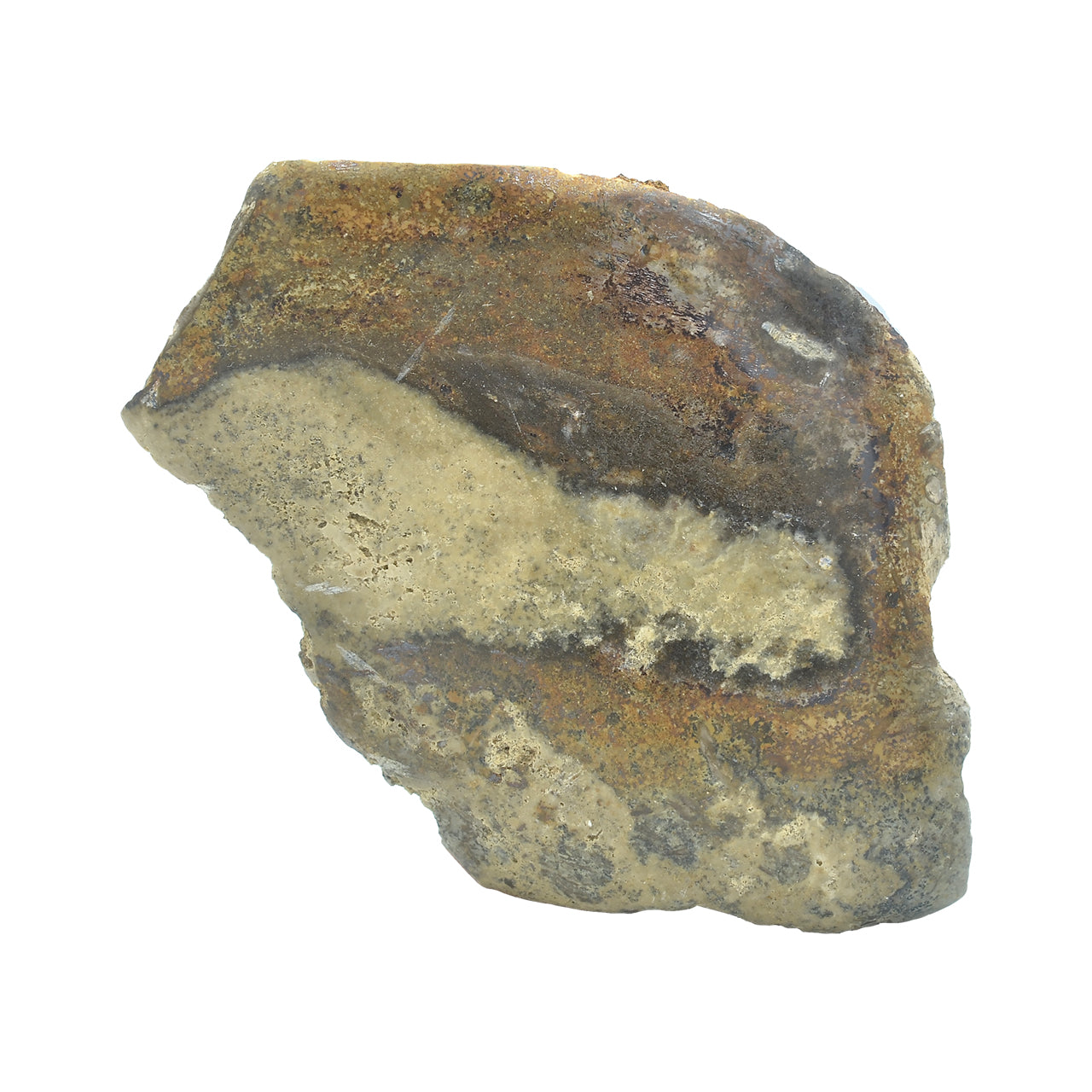 Starborn Fossil Dinosaur Bone Collector's Corner Specimen