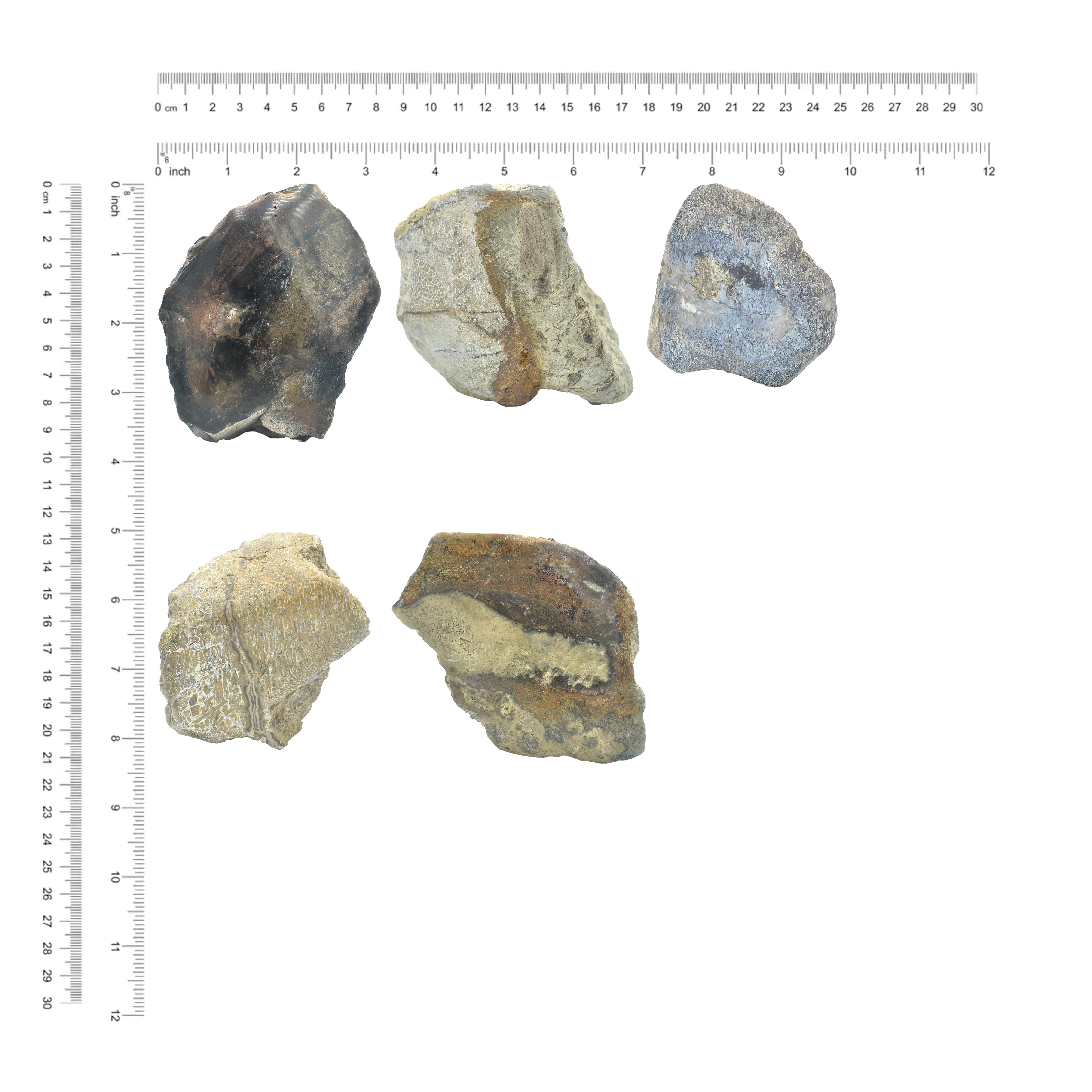Starborn Fossil Dinosaur Bone Collector's Corner Specimen