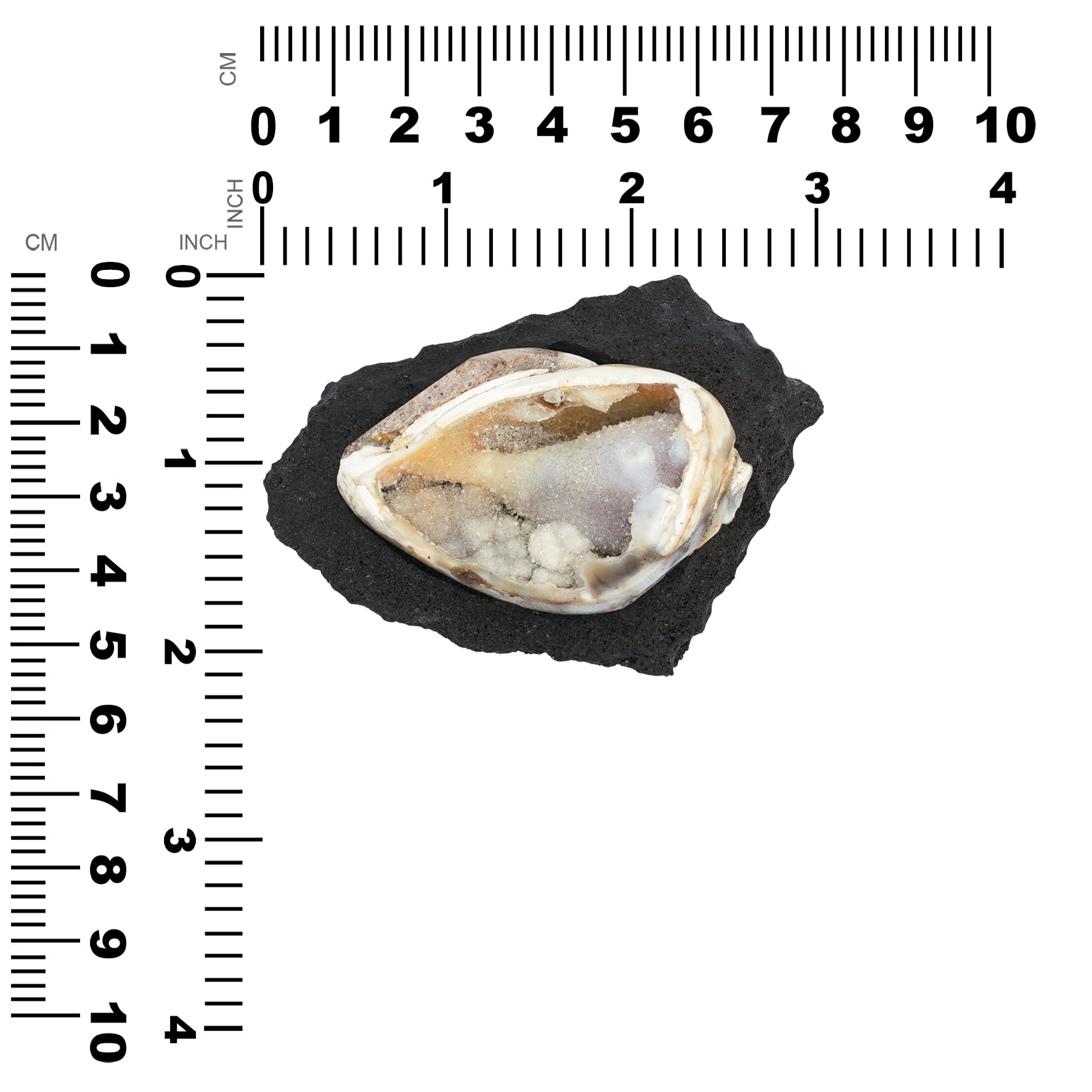 Fossilized Drusy Shell with Lava Rock Stand displayed next to measurement chart showing height and width in inches and centimeters.