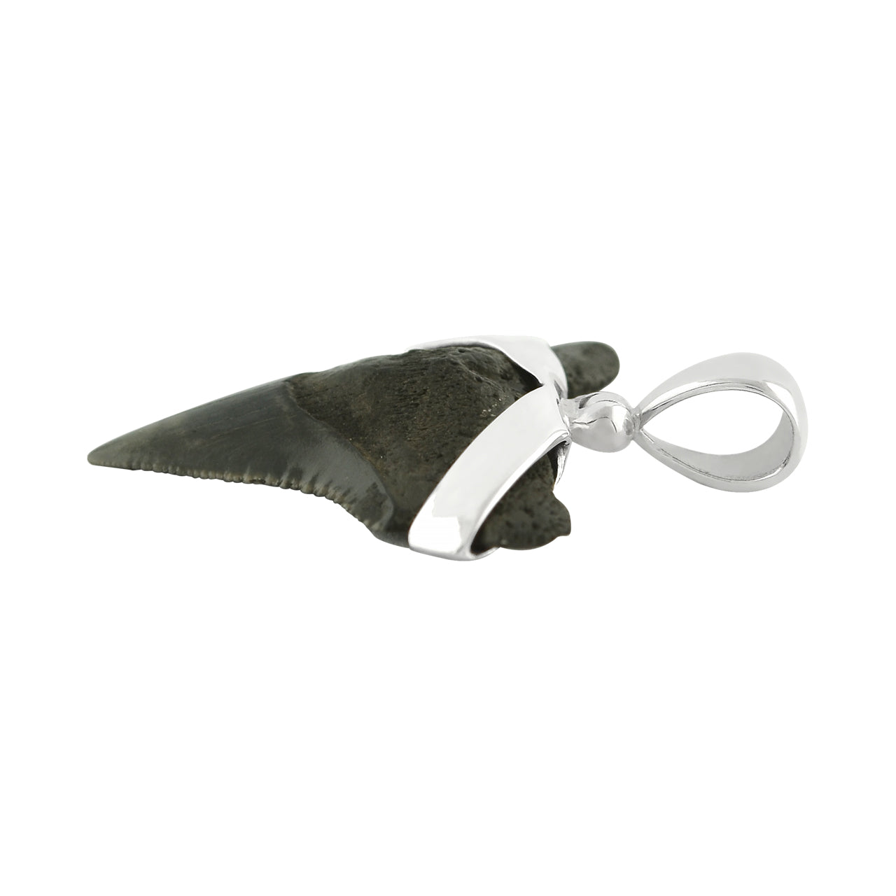 Starborn Dark Fossil Shark Tooth Sterling Silver Pendant
