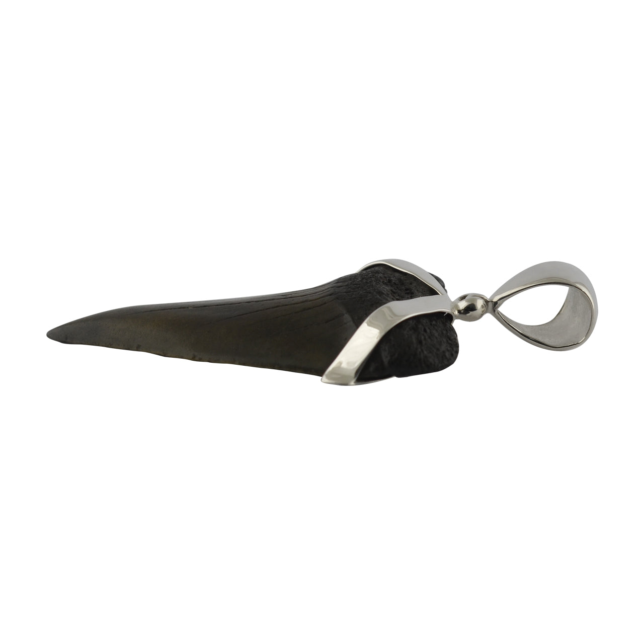 Starborn Dark Fossil Shark Tooth Sterling Silver Pendant