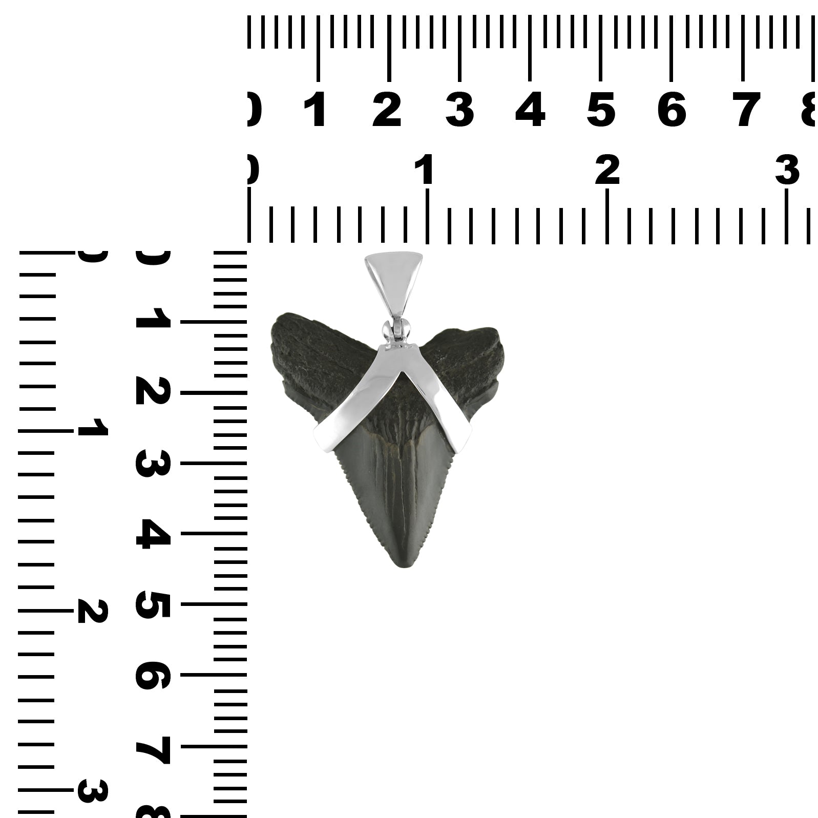 Starborn Dark Fossil Shark Tooth Sterling Silver Pendant
