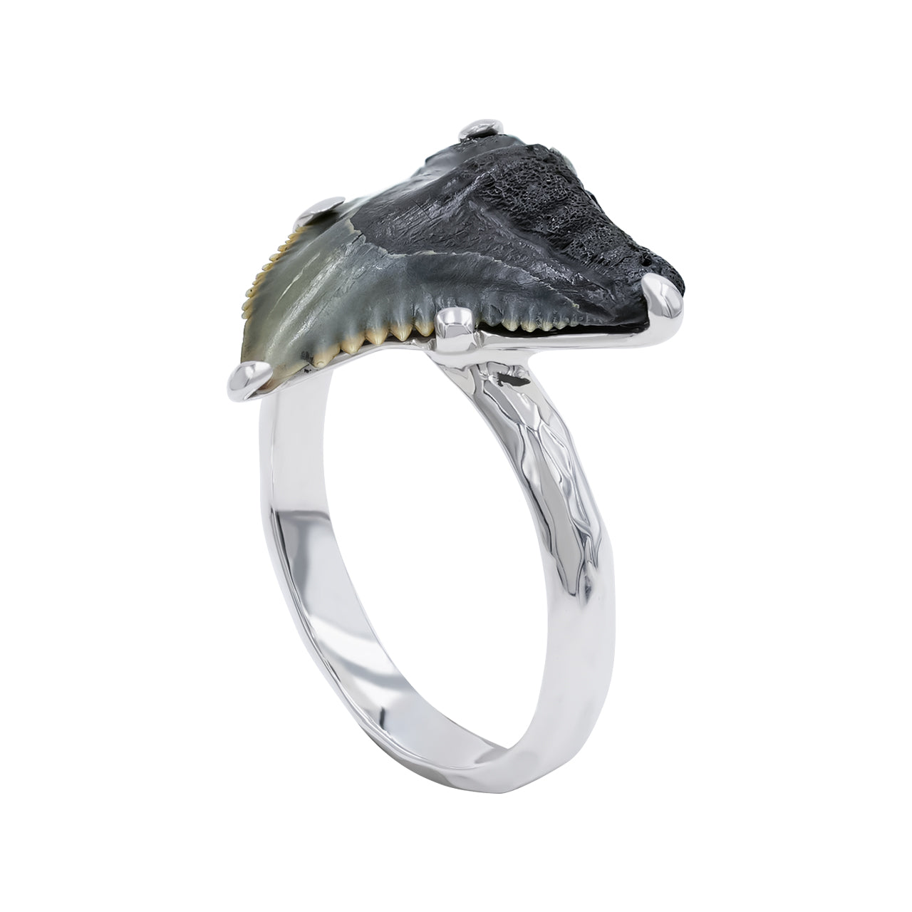 Starborn Fossil Shark Tooth Ring in Fine Sterling Silver