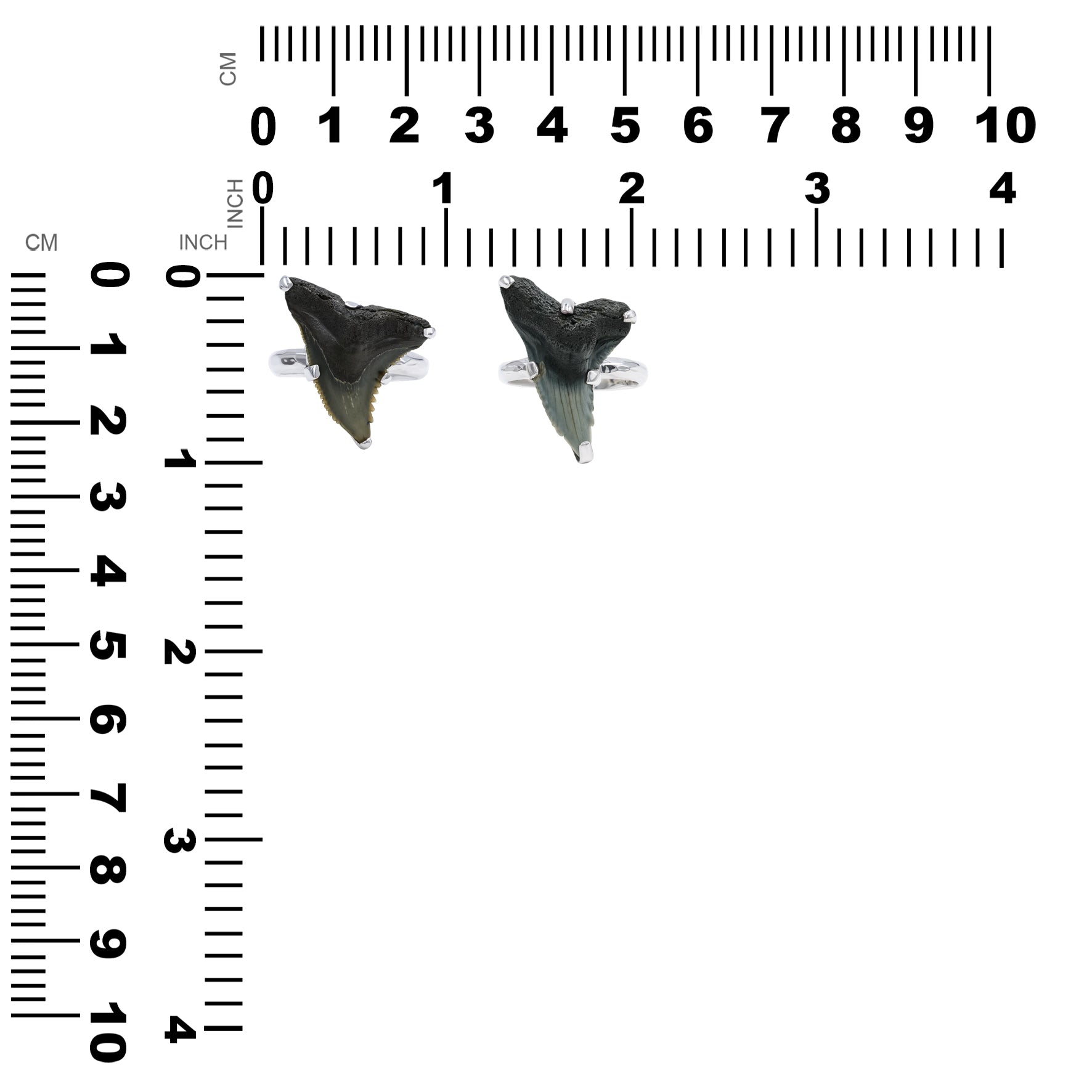 Starborn Fossil Shark Tooth Ring in Fine Sterling Silver