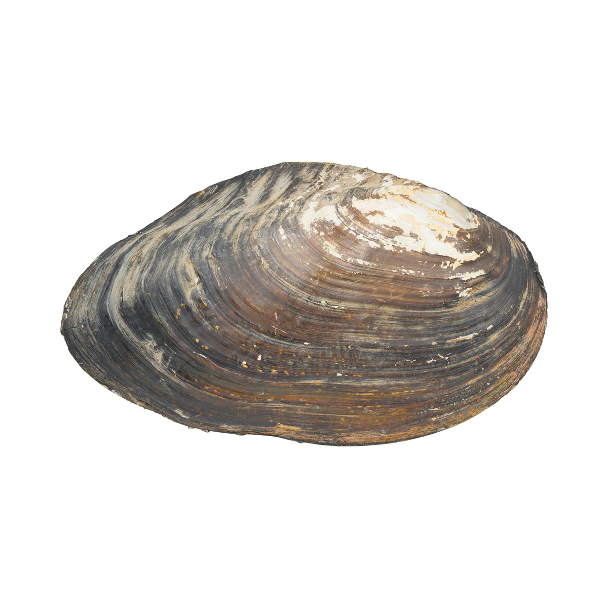 Starborn Pearl Mussel Shell Incense Holder with Hand-Carved Sea Life Clay Art