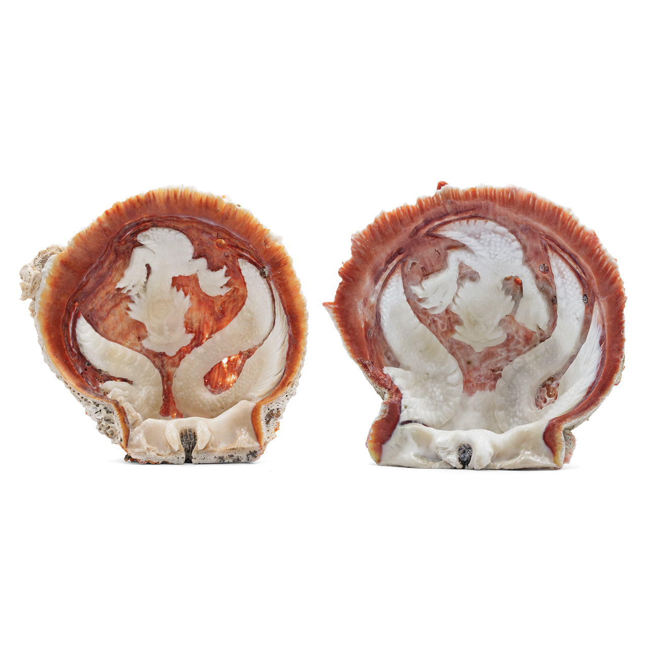 Carved Dragon Spiney Oyster Shell