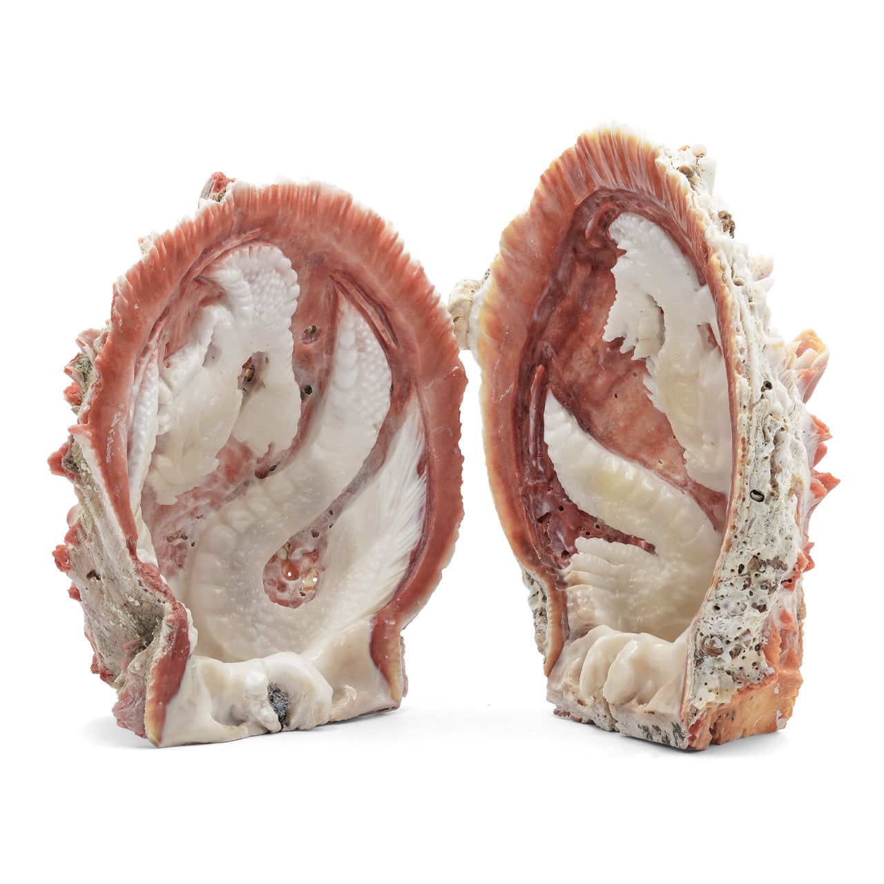 Carved Dragon Spiney Oyster Shell