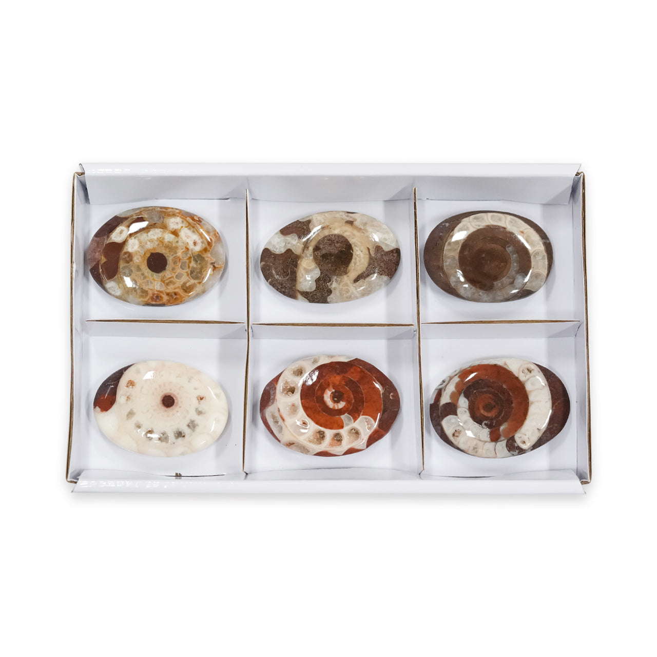 Timor Ammonite Polished Palm Stones 250 gr - 6 pcs