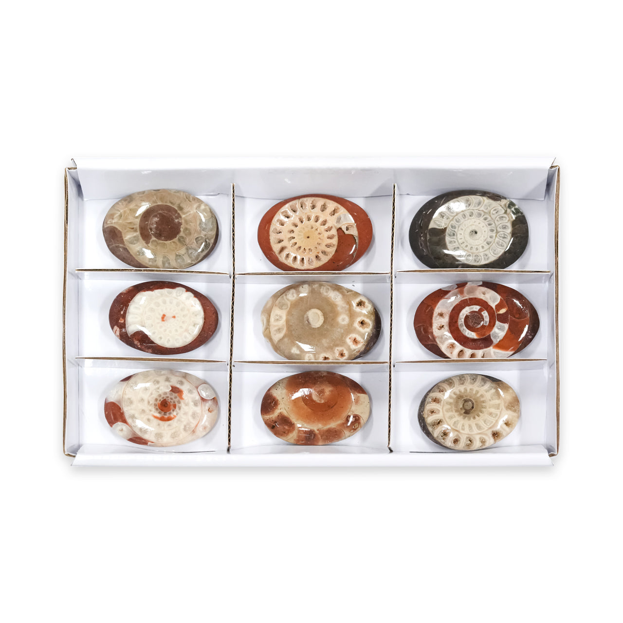 Timor Ammonite Palm Stones 250 grams - 9 pieces