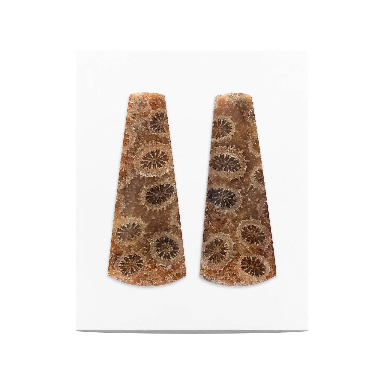 Fossil Coral Freeform Cabochon 32x13 mm