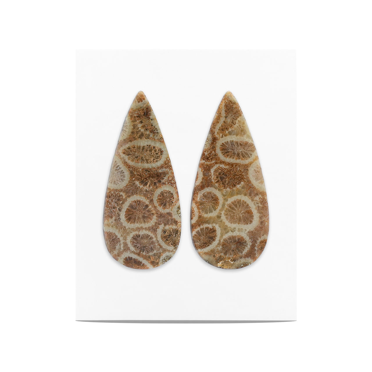 Fossil Coral Marquise Cabochon 31x13 mm