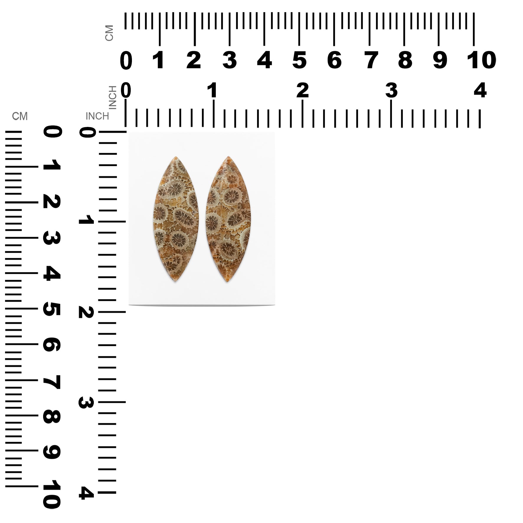 Fossil Coral Marquise Cabochon 36x13 mm