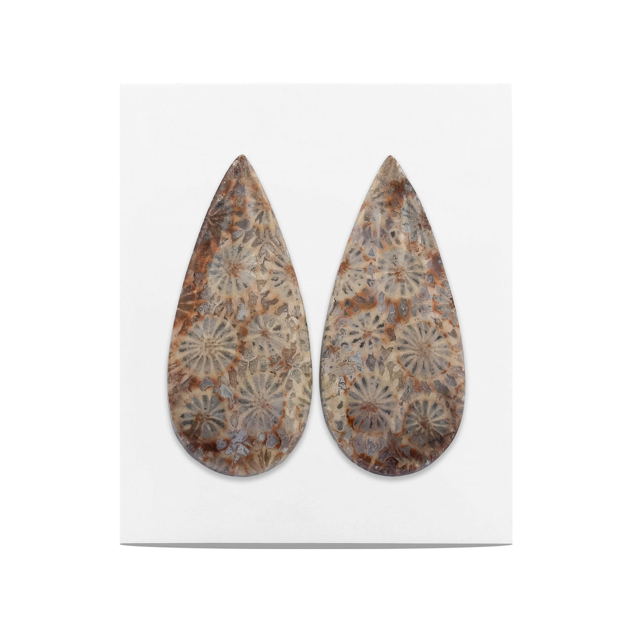 Fossil Coral Pear Cabochon 31x13 mm