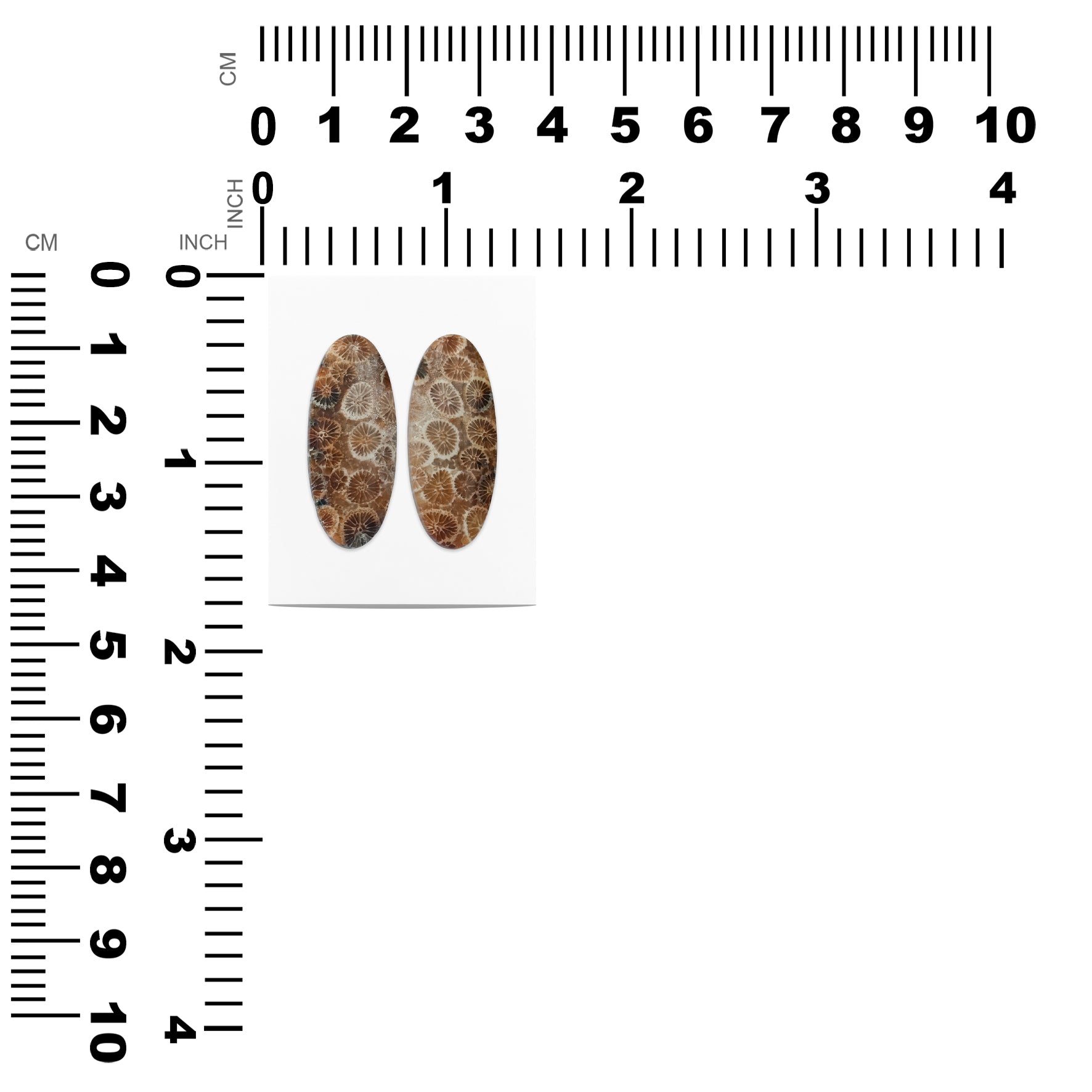 Fossil Coral Oval Cabochon 30x13 mm