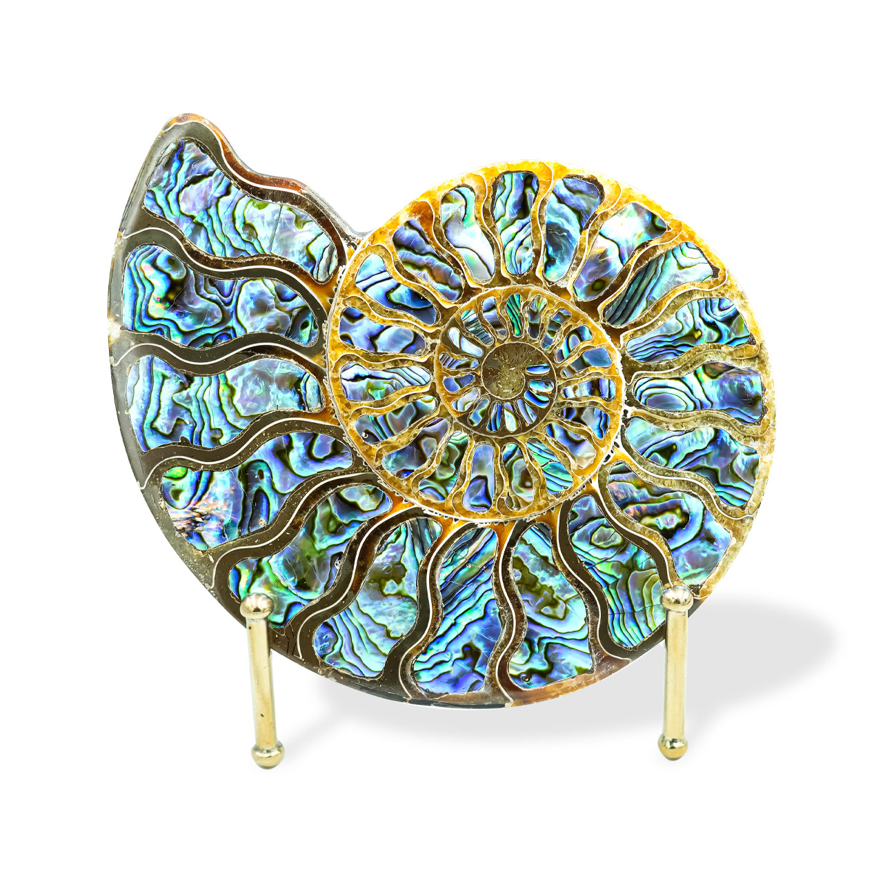 Ammonite with Abalone inlay 12-13cm