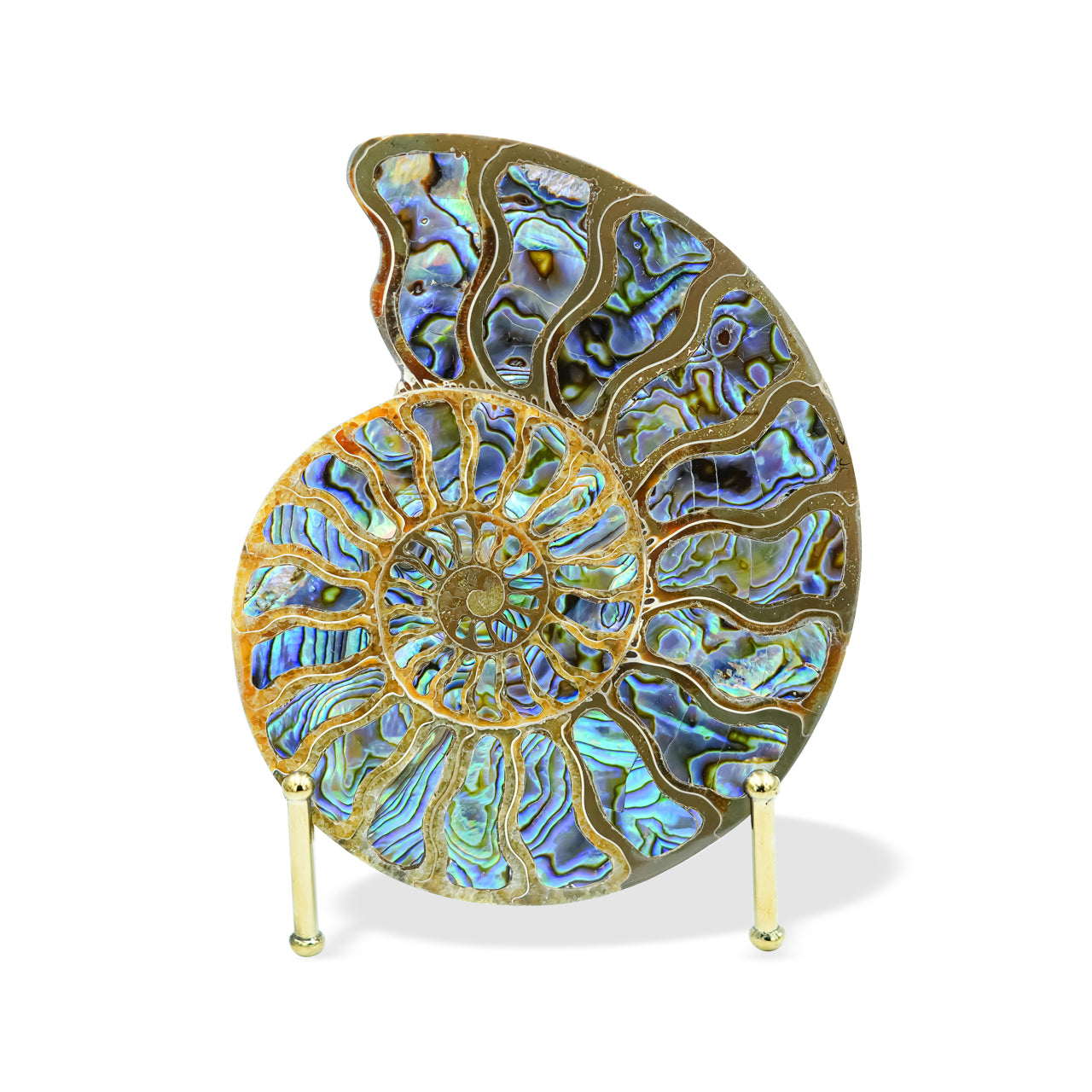 Ammonite with Abalone inlay 12-13cm