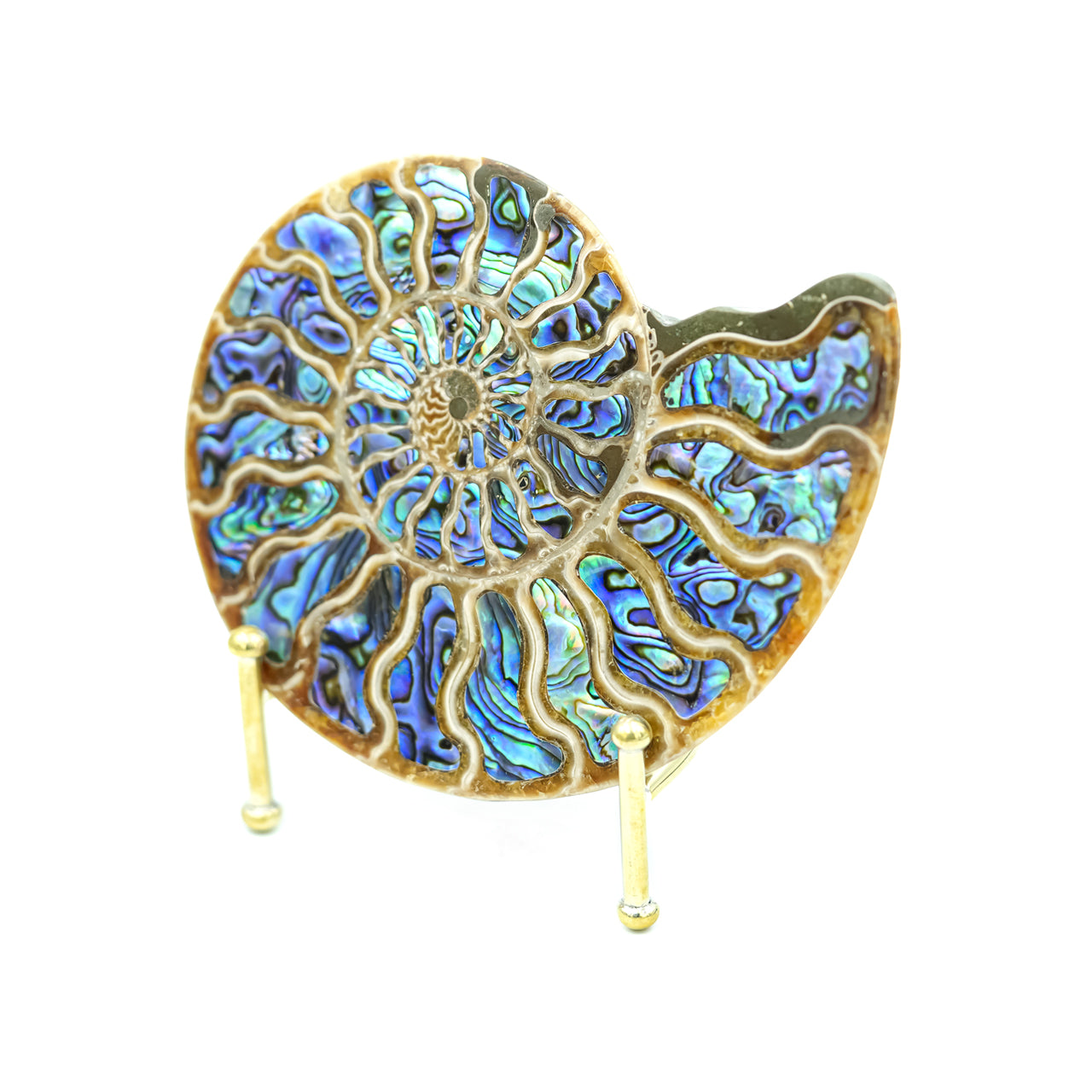 Ammonite with Abalone inlay 12-13cm