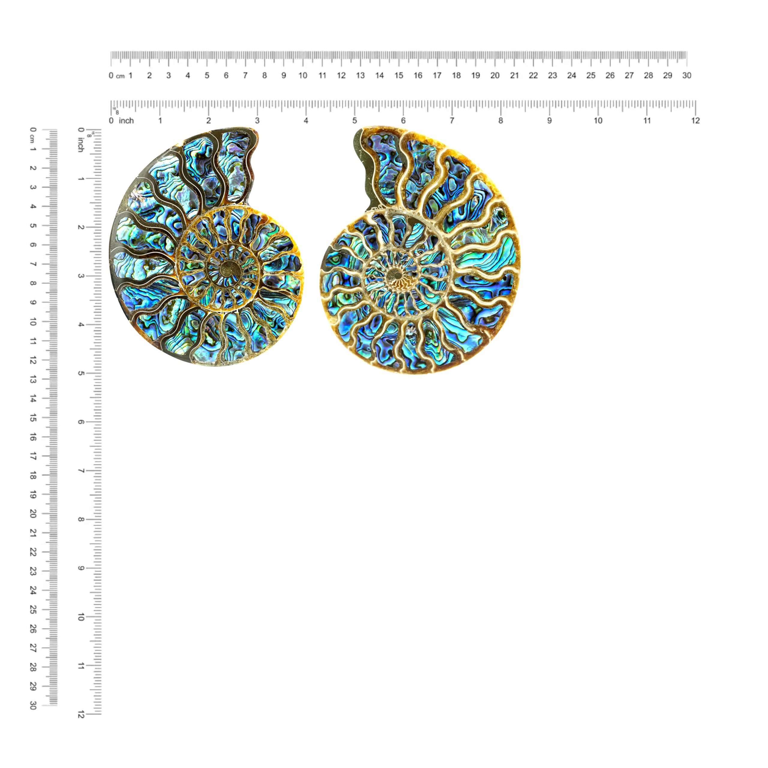 Ammonite with Abalone inlay 12-13cm