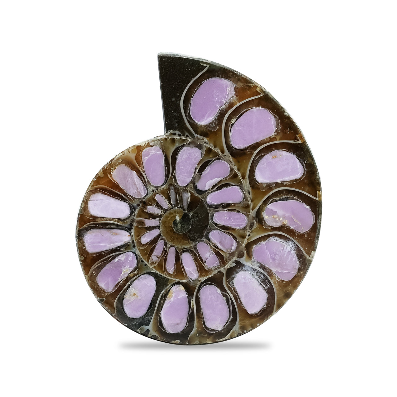 Ammonite with Phosphosiderite Inlay 33-36mm