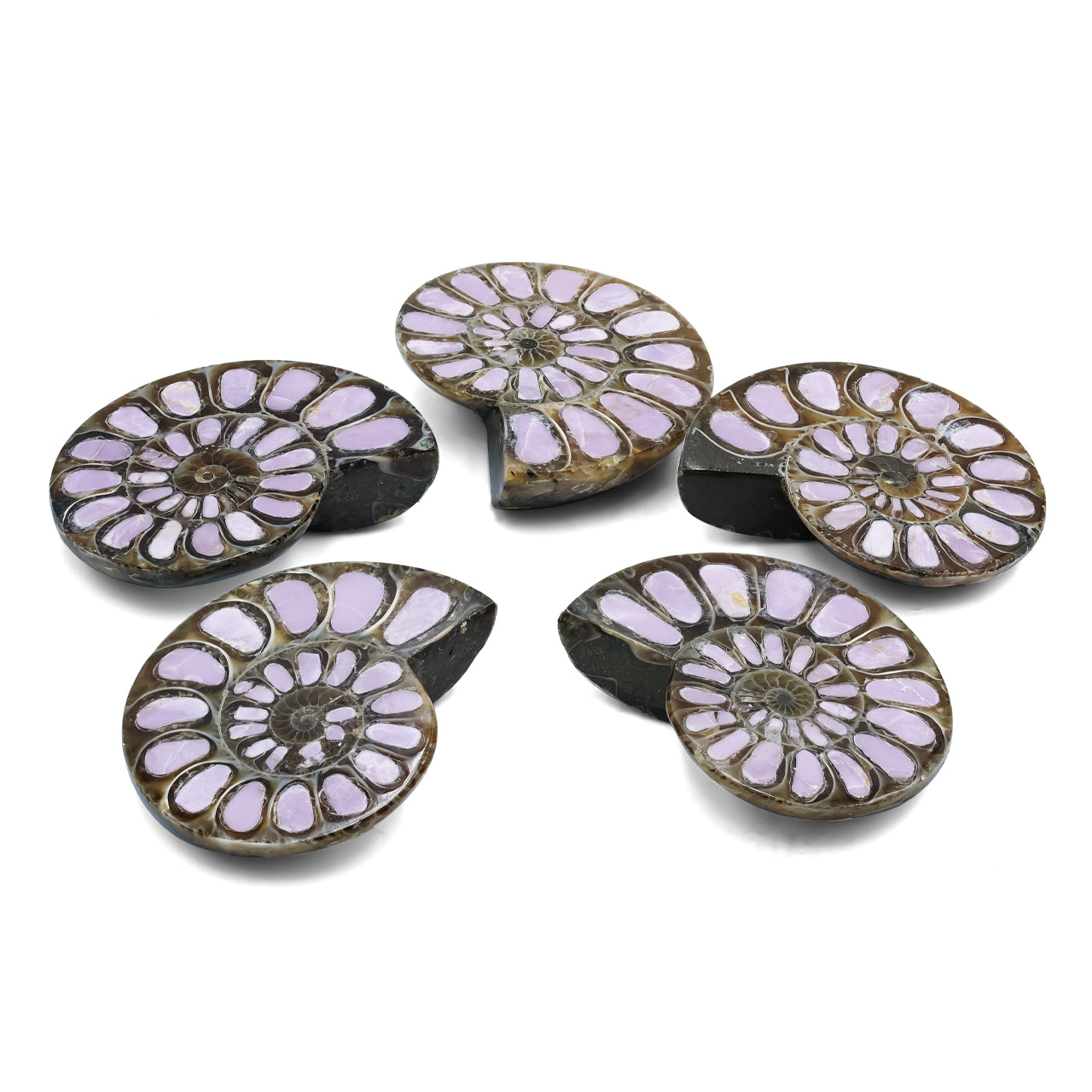 Ammonite with Phosphosiderite Inlay 33-36mm