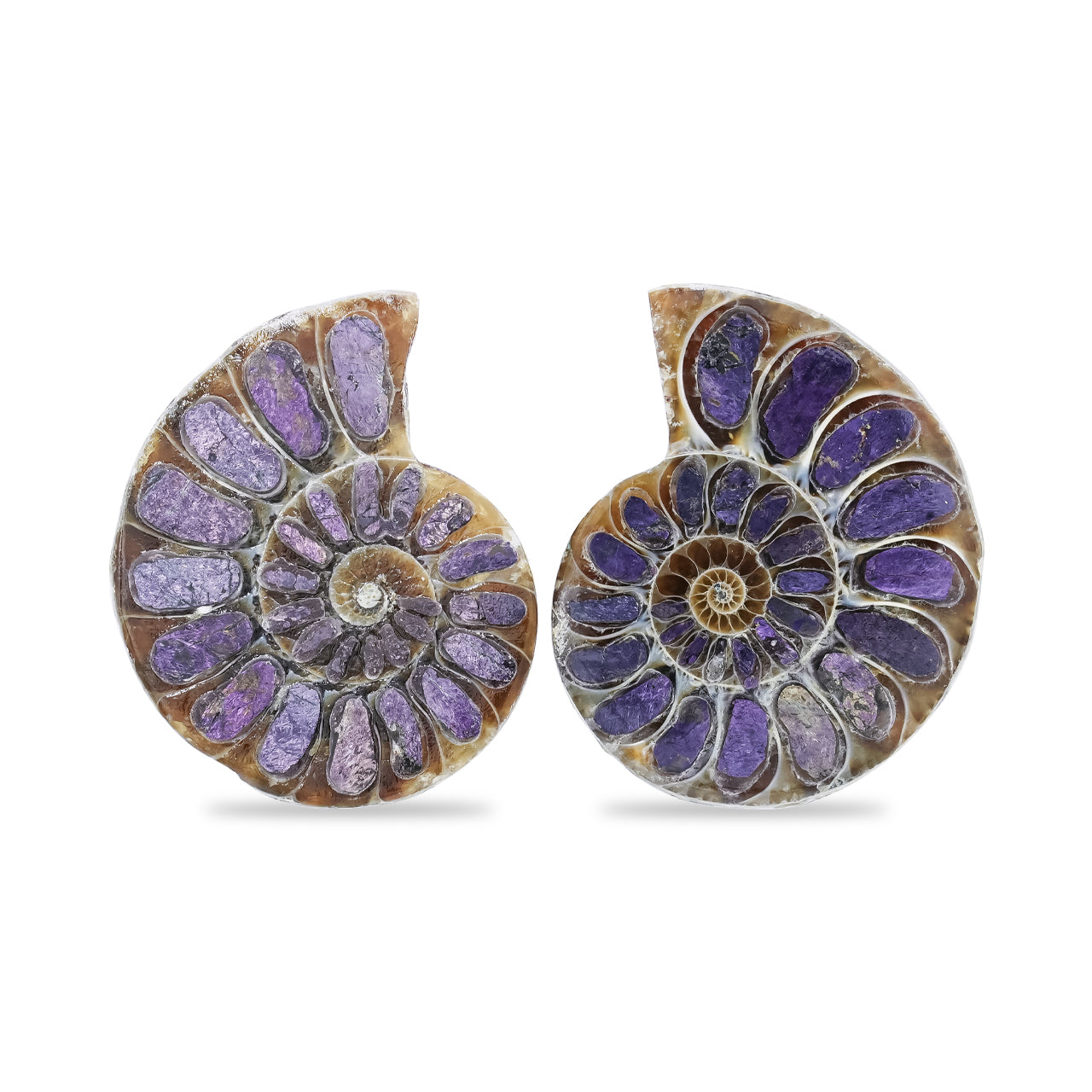 Ammonite Half with Purpurite Inlay Cabochon 25-28 mm
