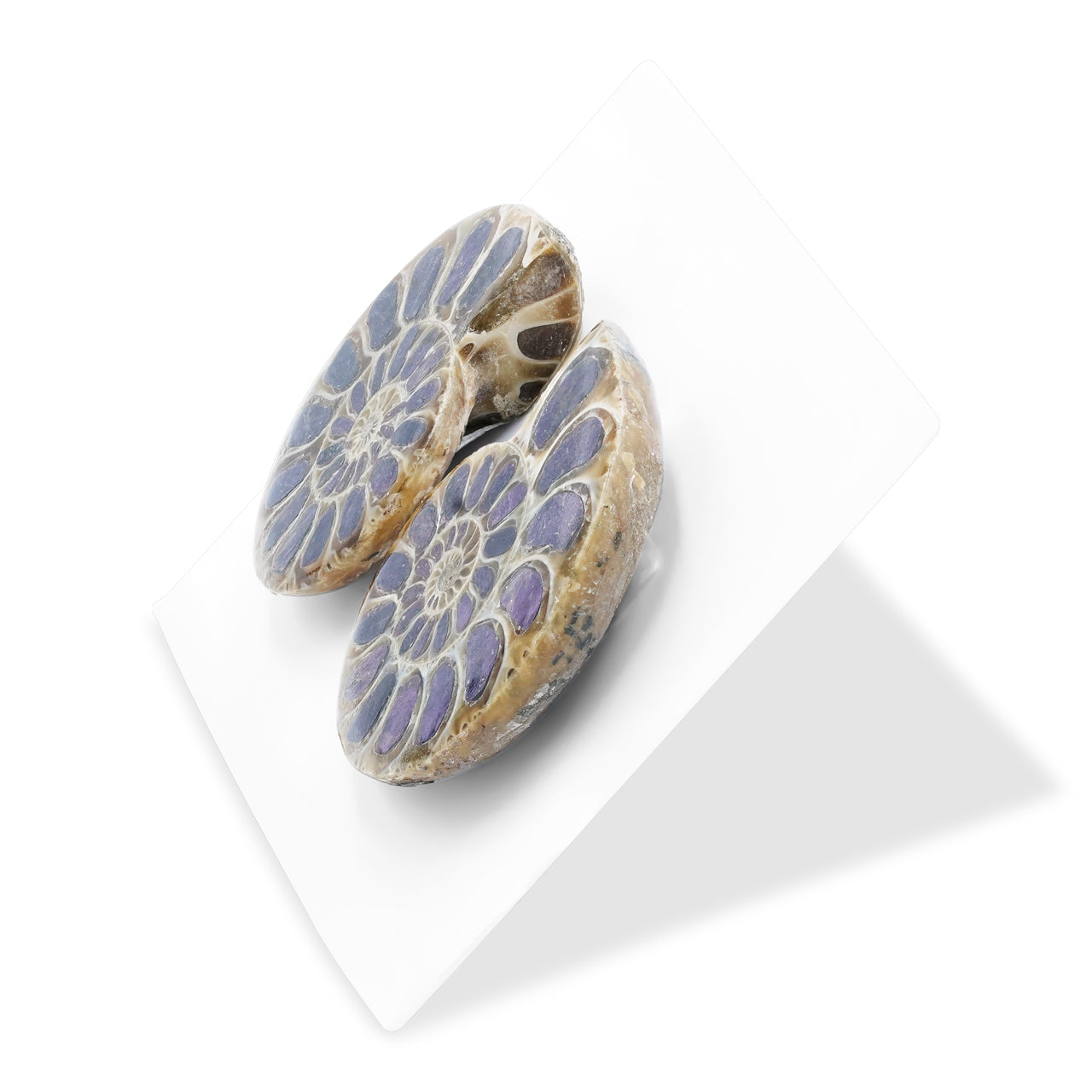 Ammonite Half with Purpurite Inlay Cabochon 25-28 mm