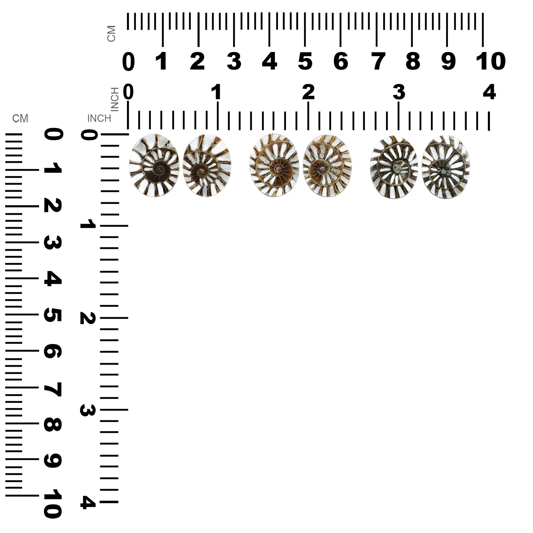 Ammonite with Mother of Pearl Inlay Oval Cabochon