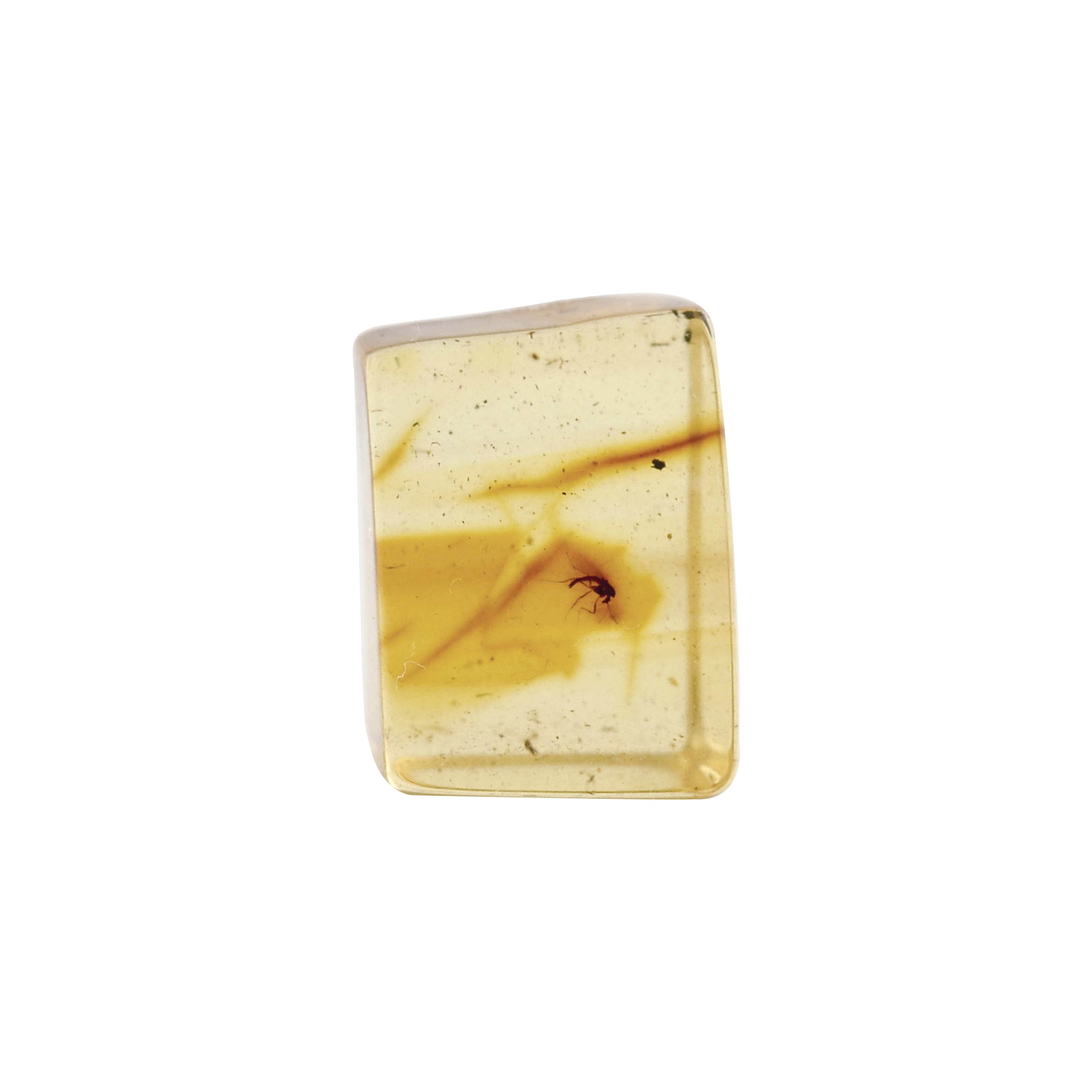 Baltic Amber with Insects Inclusion