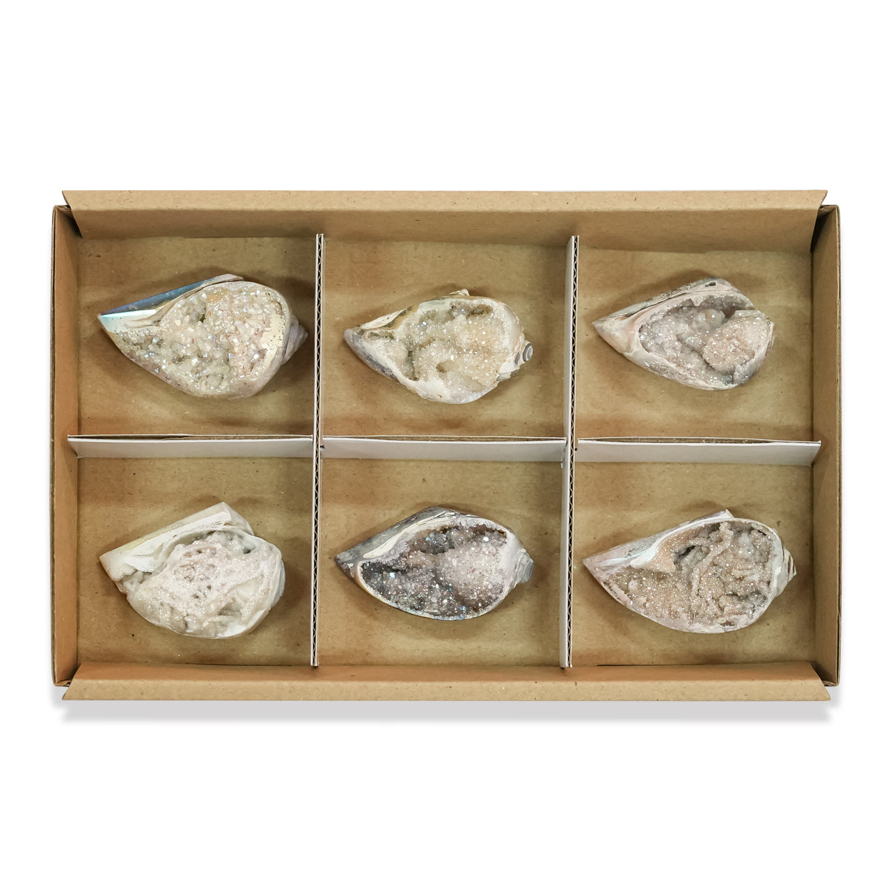 Alternate front view of a set of 4 SI Opal Azotic fossilized drusy shell specimens arranged in flat box with divider showing variation in organic shapes, iridescent surfaces, and crystalline textures