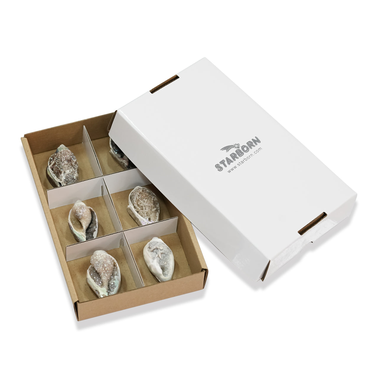 Angled view of a set of 4 SI Opal Azotic fossilized drusy shell specimens arranged in flat box with divider showing variation in organic shapes, iridescent surfaces, and crystalline textures