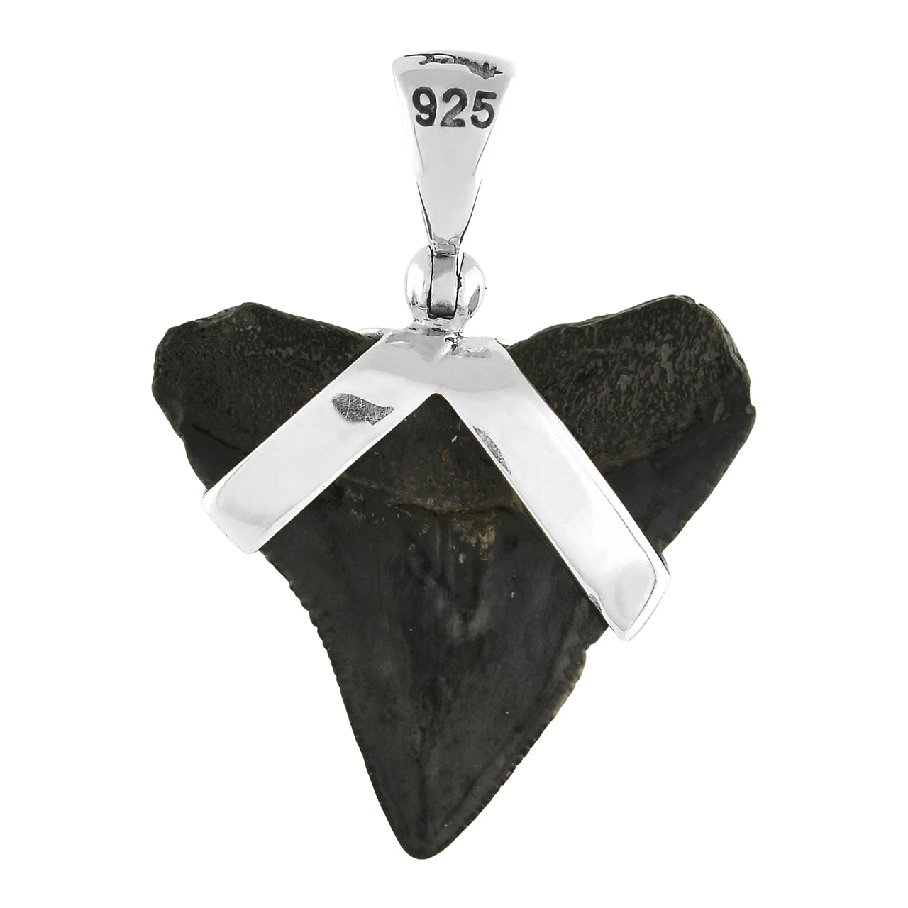 Fossil Shark Tooth Pendant